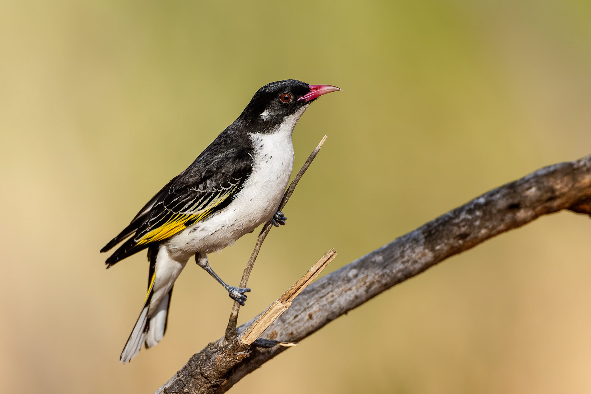 Painted honeyeater, Yanga National Park, Griffith, NSW, Australia