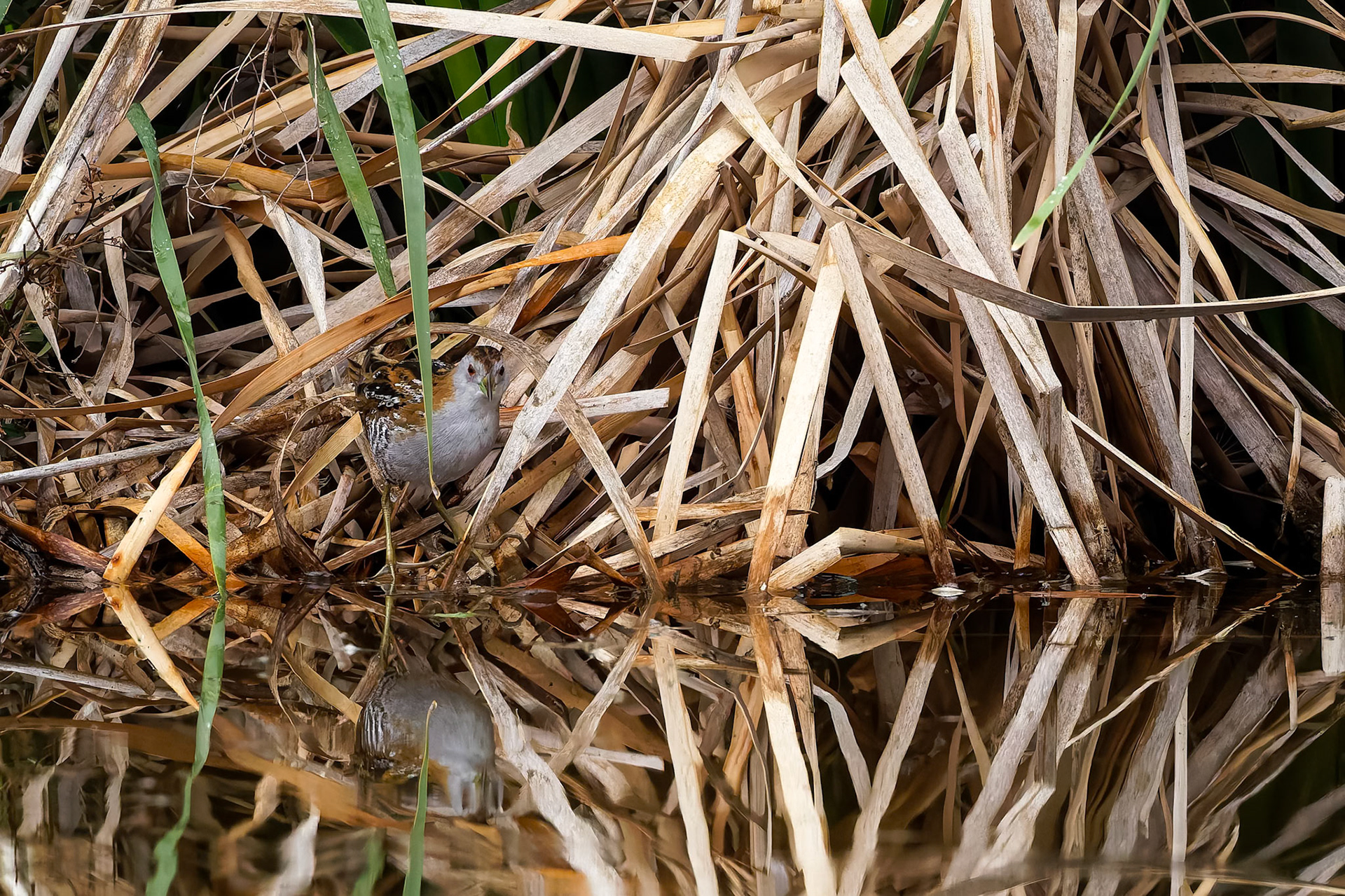 Baillion's crake, Lake Cargelligo, NSW, Australia