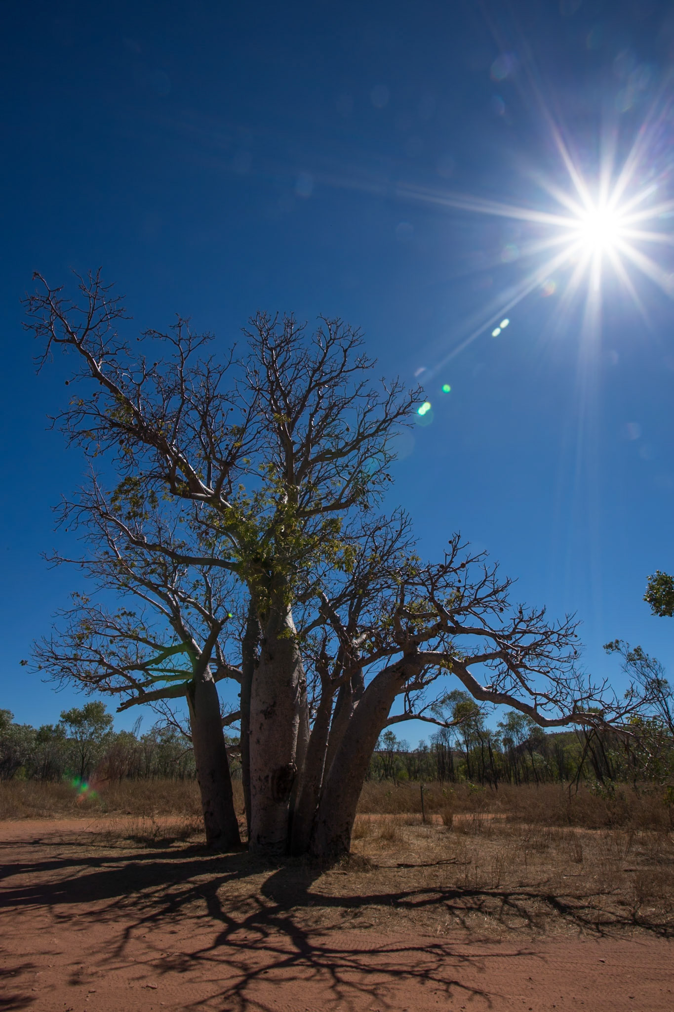 Baob, El Questro Wilderness Park, The Kimberly, Western Australia