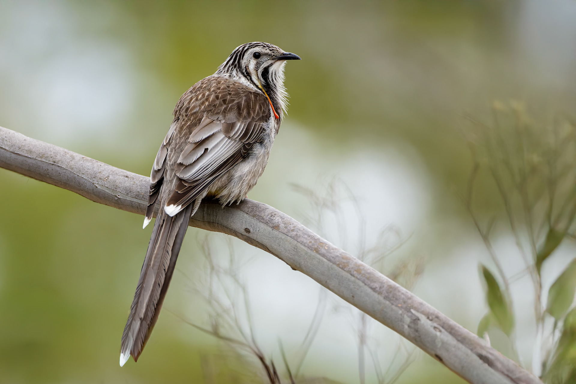 Yellow wattlebird, Signal Hill, Hobart, Tasmania, Australia