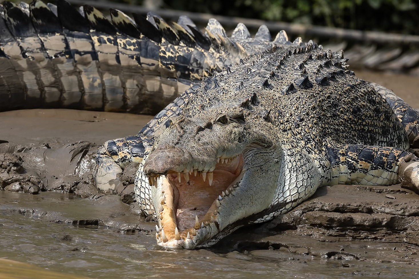 Borneo saltwater crocodile, Sukau Borneo