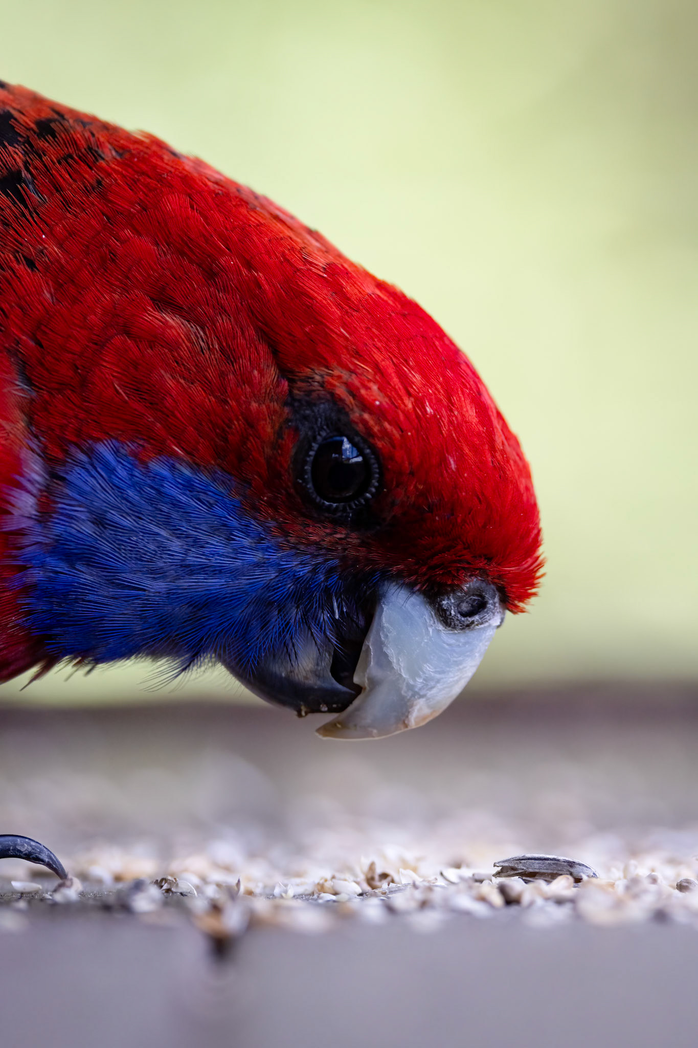 Crimson rosella, O'Reilly's Rainforest Retreat, Lamington National Park, Queensland, Australia