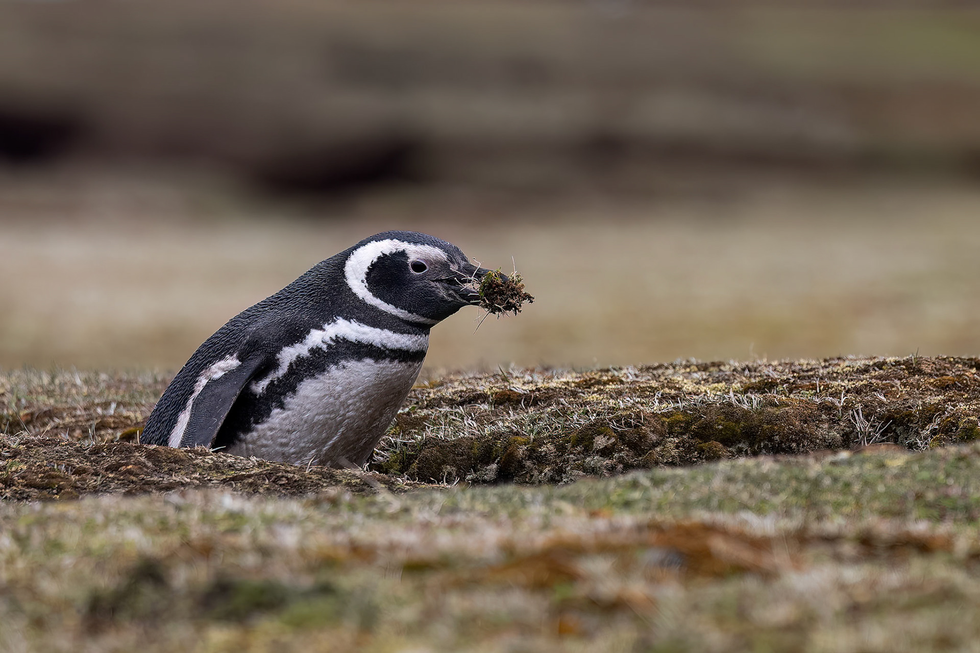 Magellanic penguin, Bleaker Island, Falkland Islands