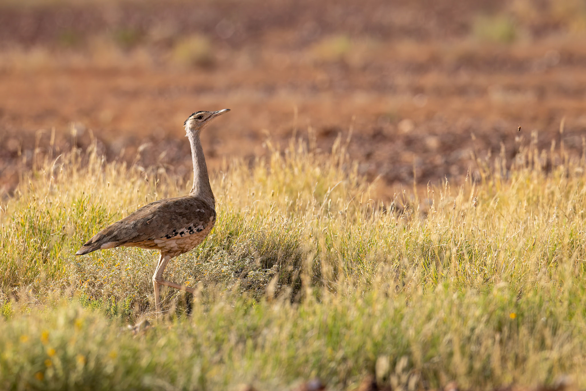 Australian bustard, Boulia to Birdsville, Queensland, Australia