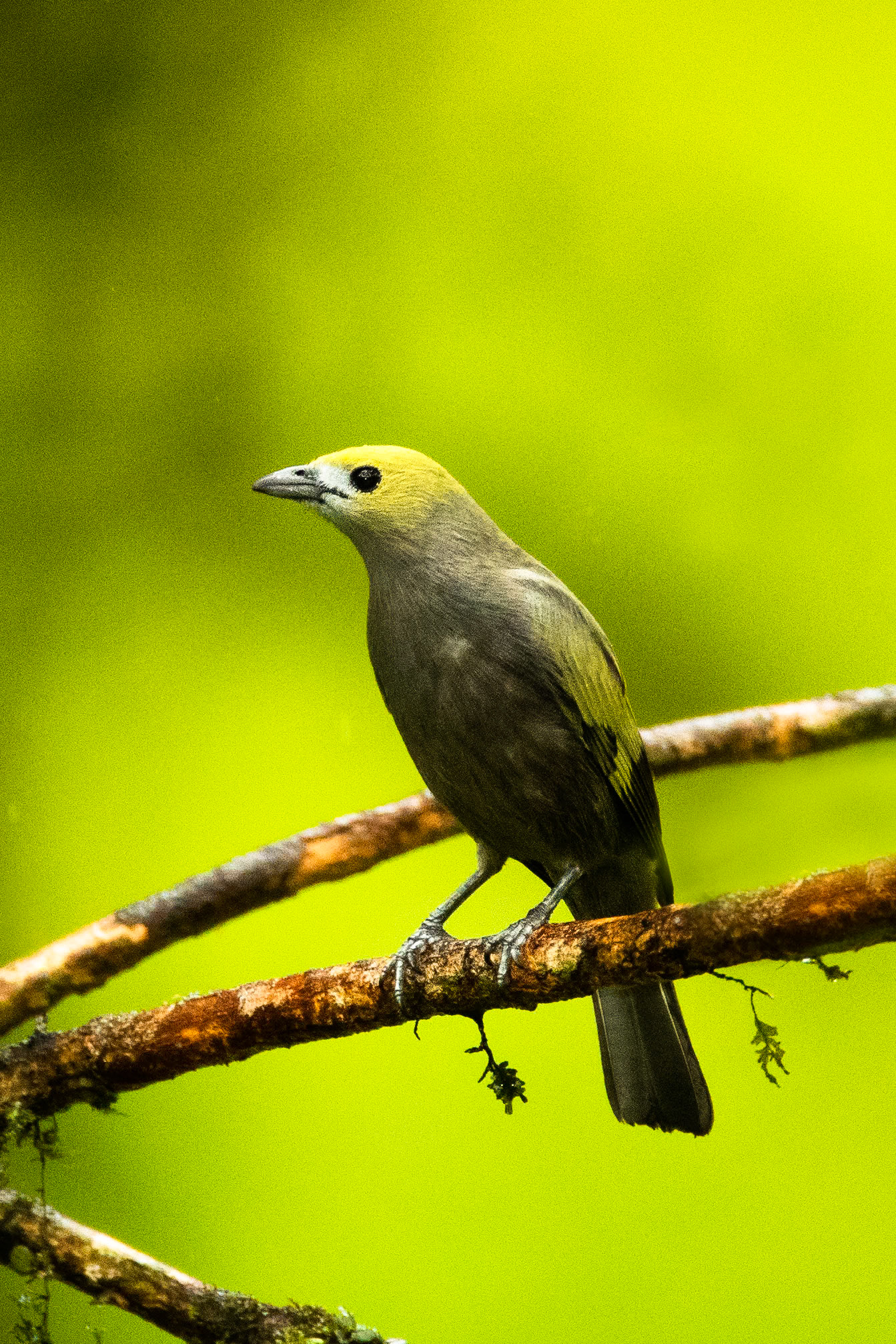 Palm tanager, Amazonia Lodge, Manu National Park,  Peru
