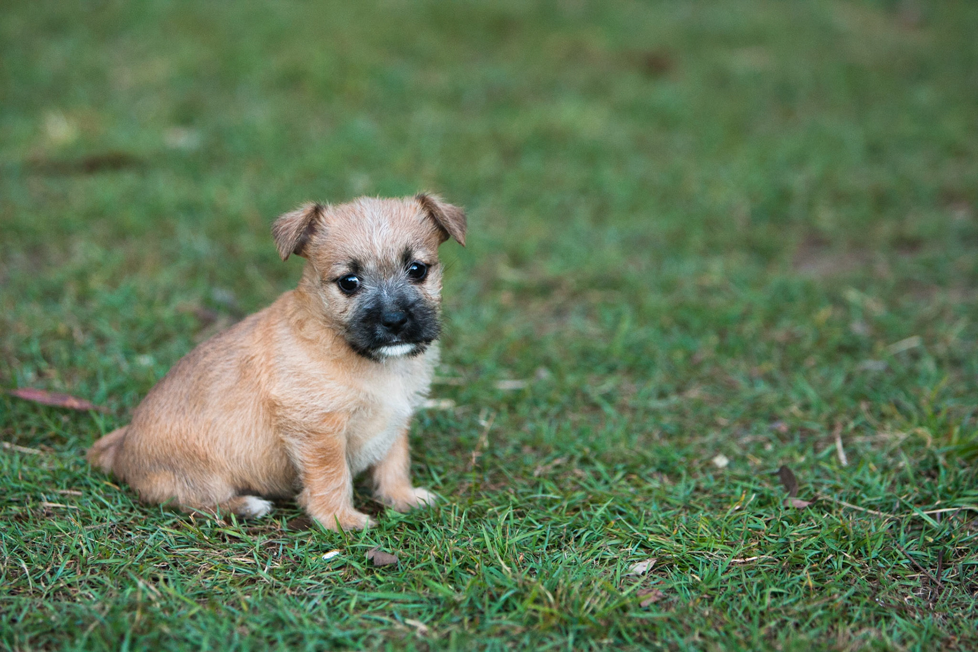 Puppy, Noosa, Queensland