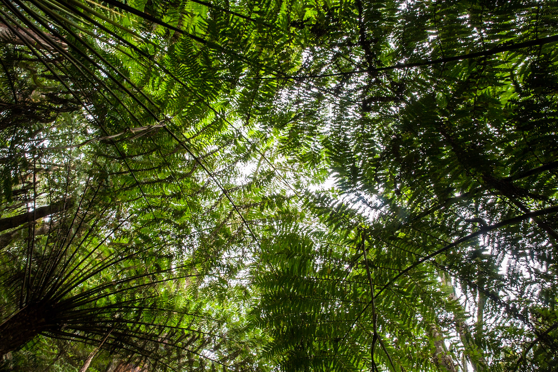 Telegraph Saddle carpark via Windy Saddle and Ferny Glade to Sealers Cove / beach (lunch and return.