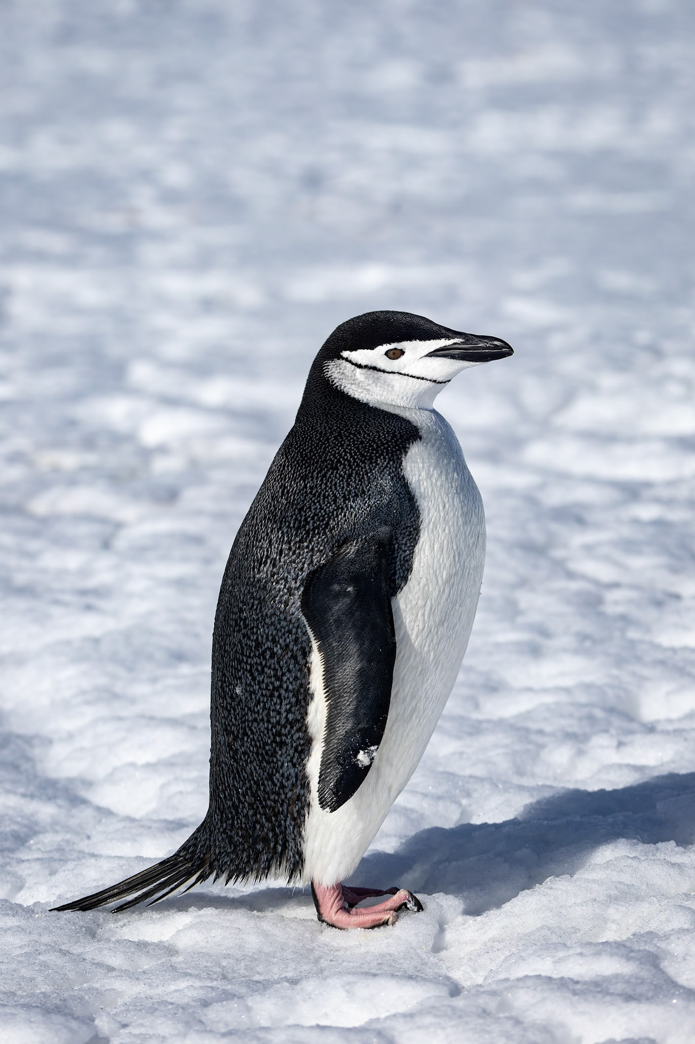 Chinstrap penguin, Half-moon Island, Shetland Islands, Antarctica