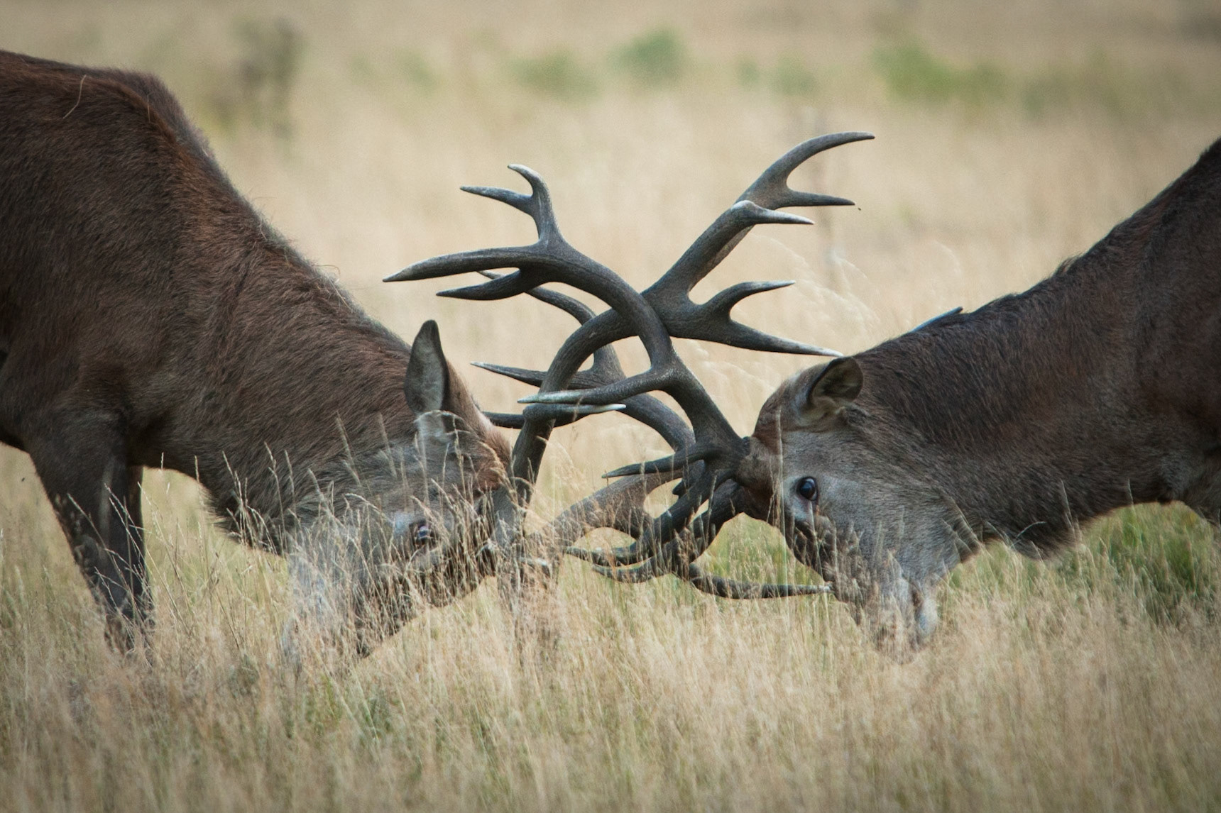 Red deer Richmond Park, London.
