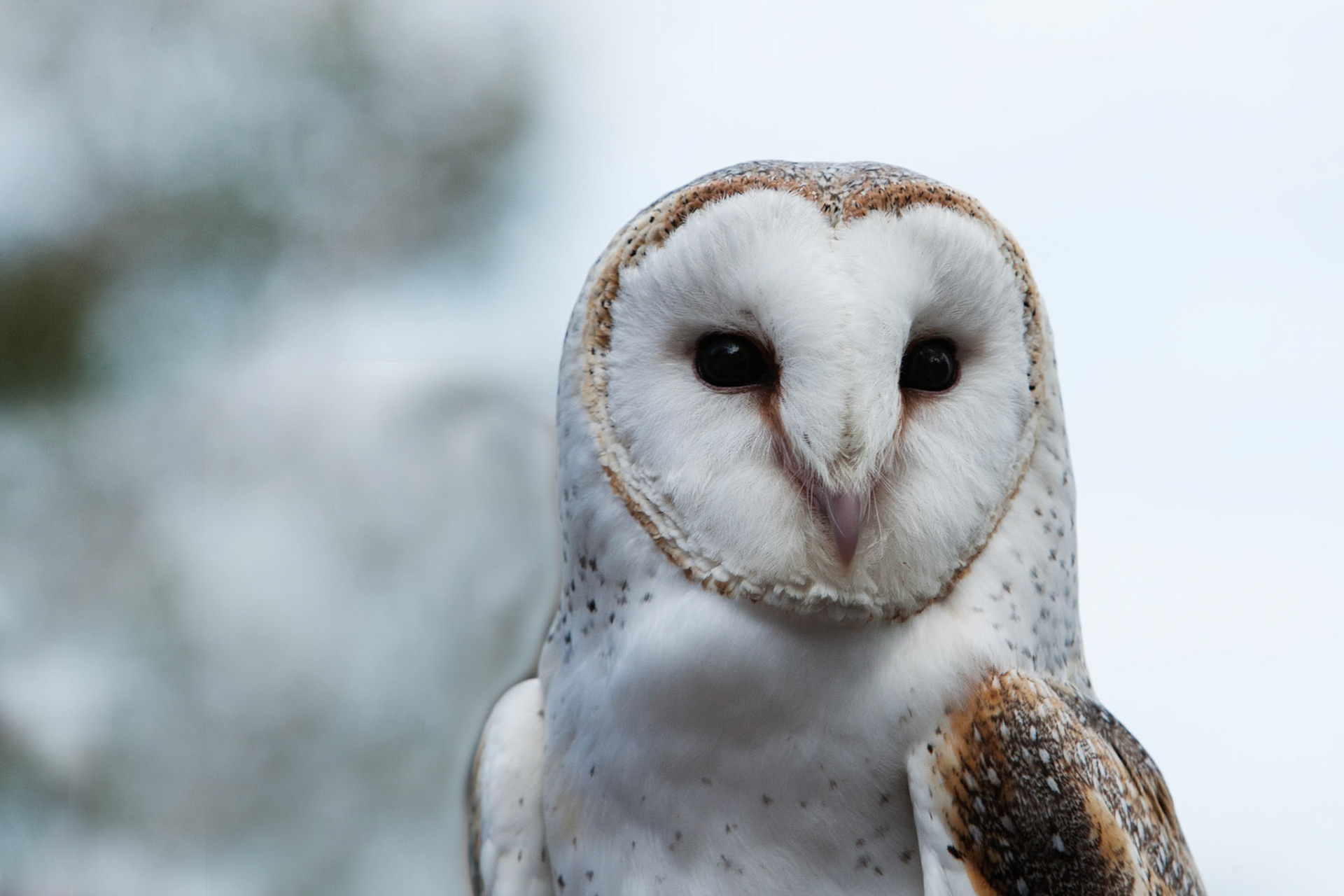 Barn owl, Taronga, Sydney, Australia