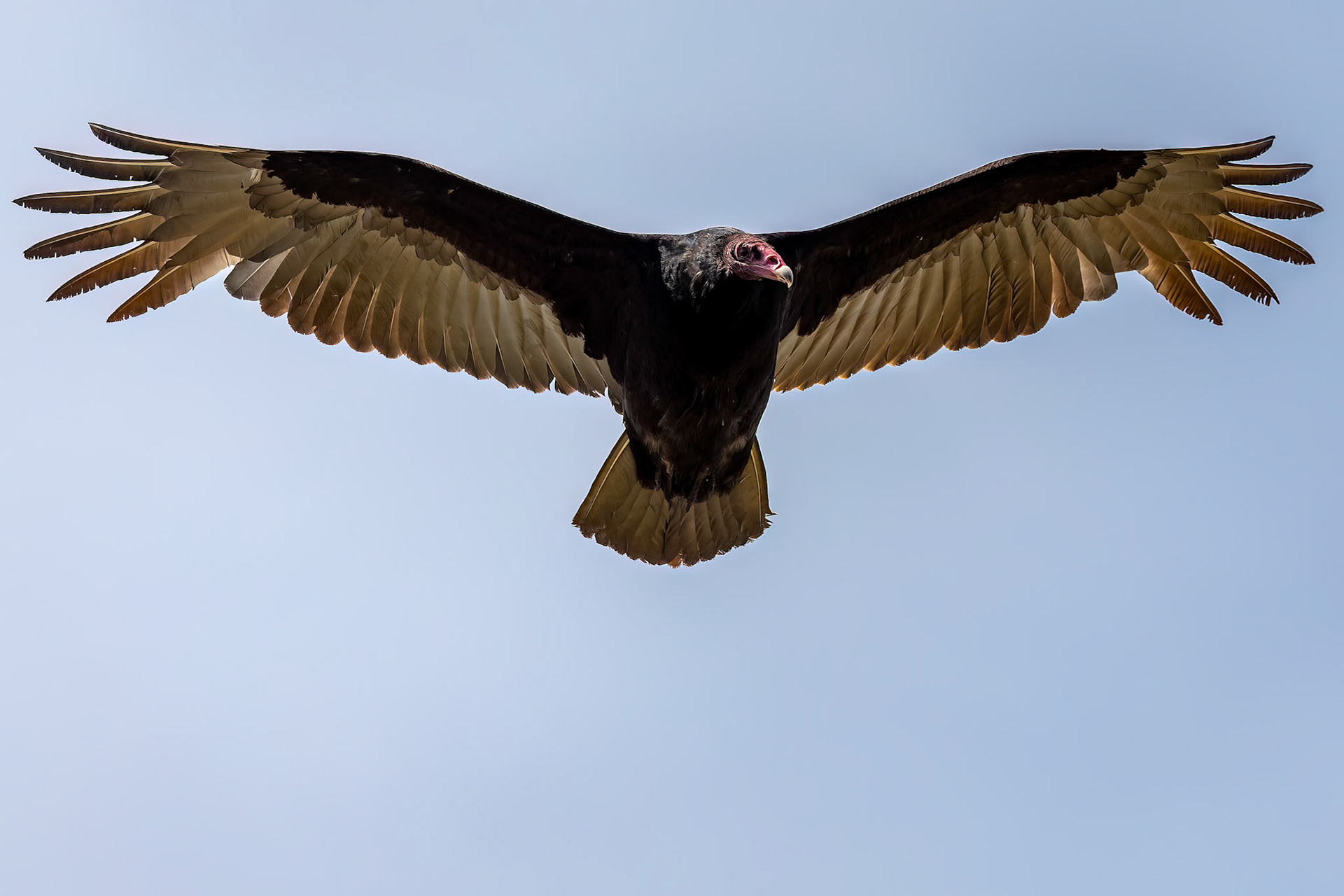 Turkey vulture, Dolphin Point, Falkland Islands