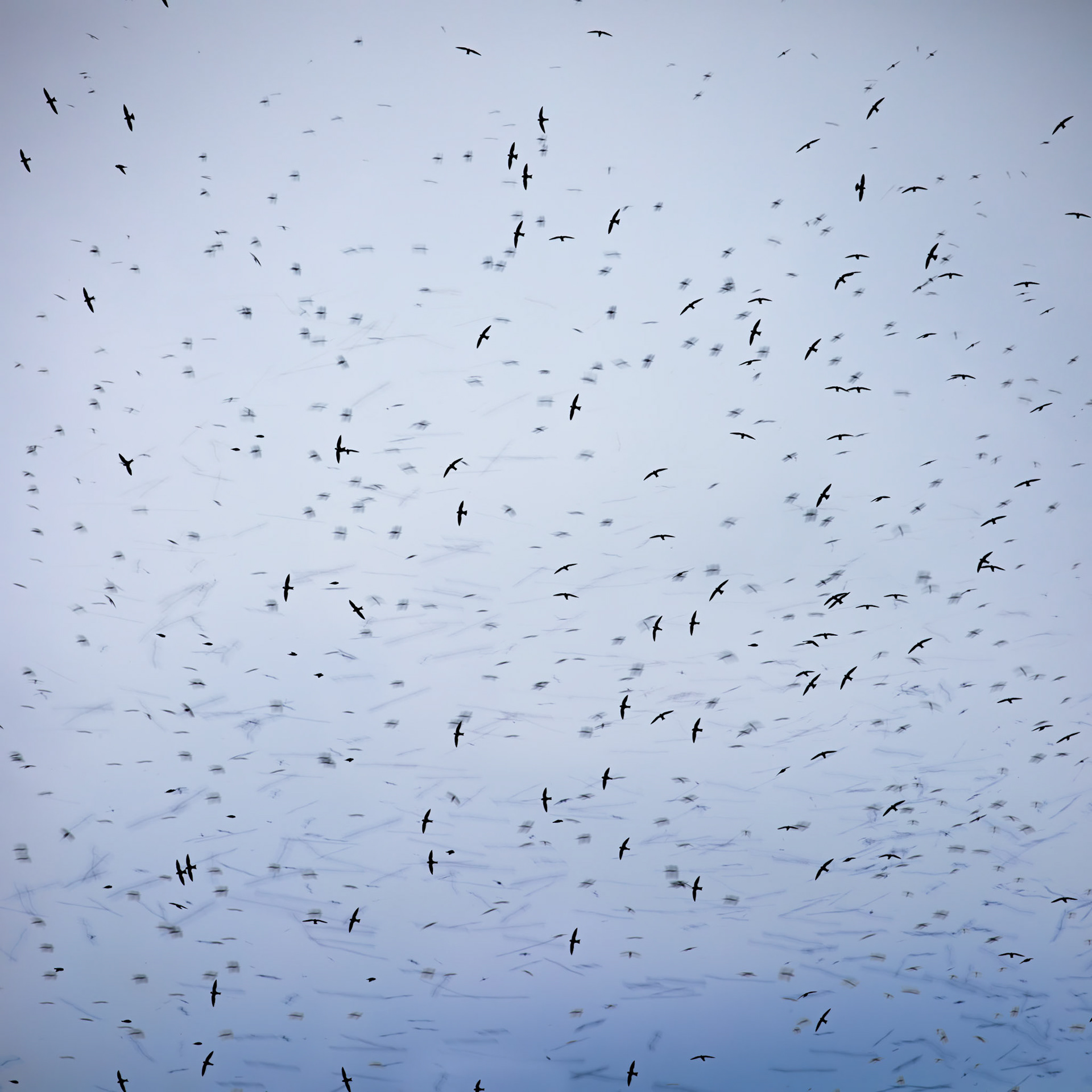 White-collared swifts, Jardin, Colombia