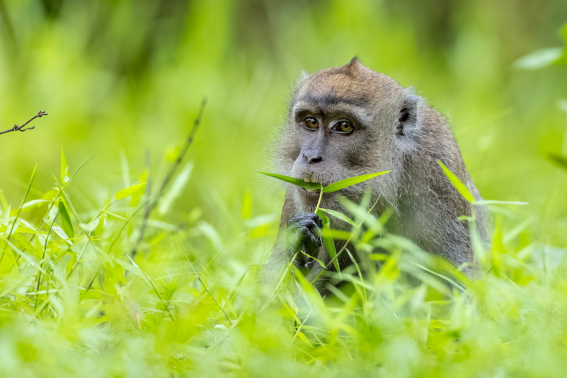 Pig-tailed macaque, Sukau, Borneo