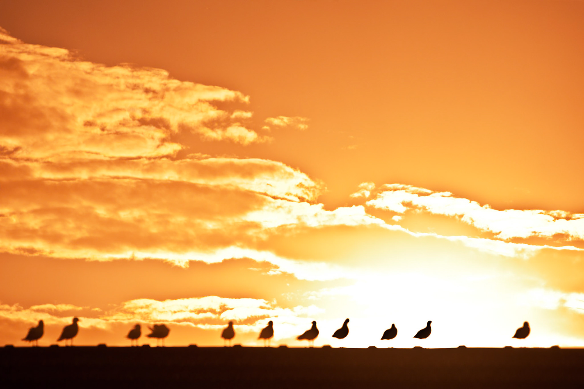 Silver gulls on pavillion roof at sunset, Nobby's beach, Newcastle, New South Wales, Australia