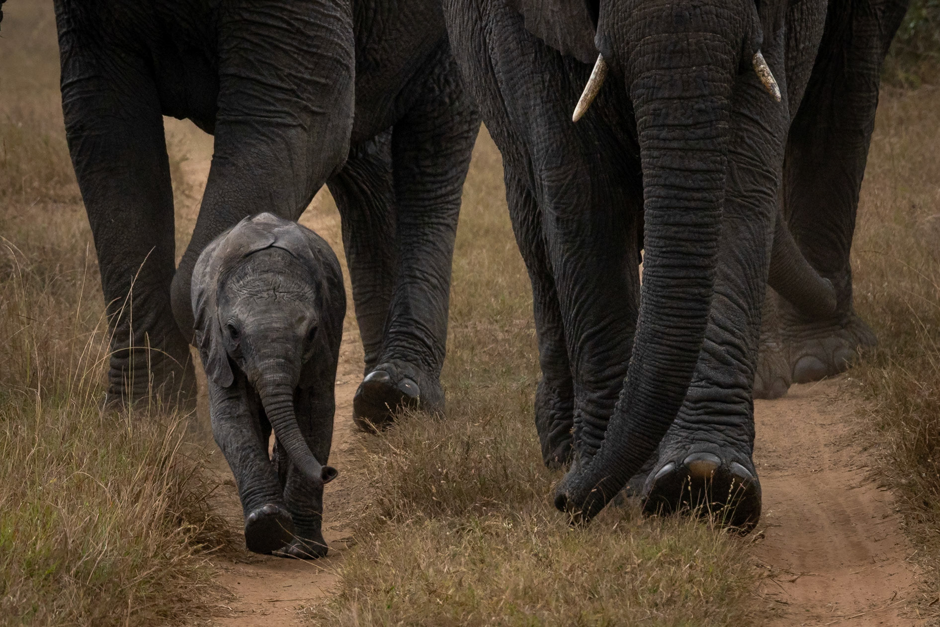 Elephant, Phinda, South Africa