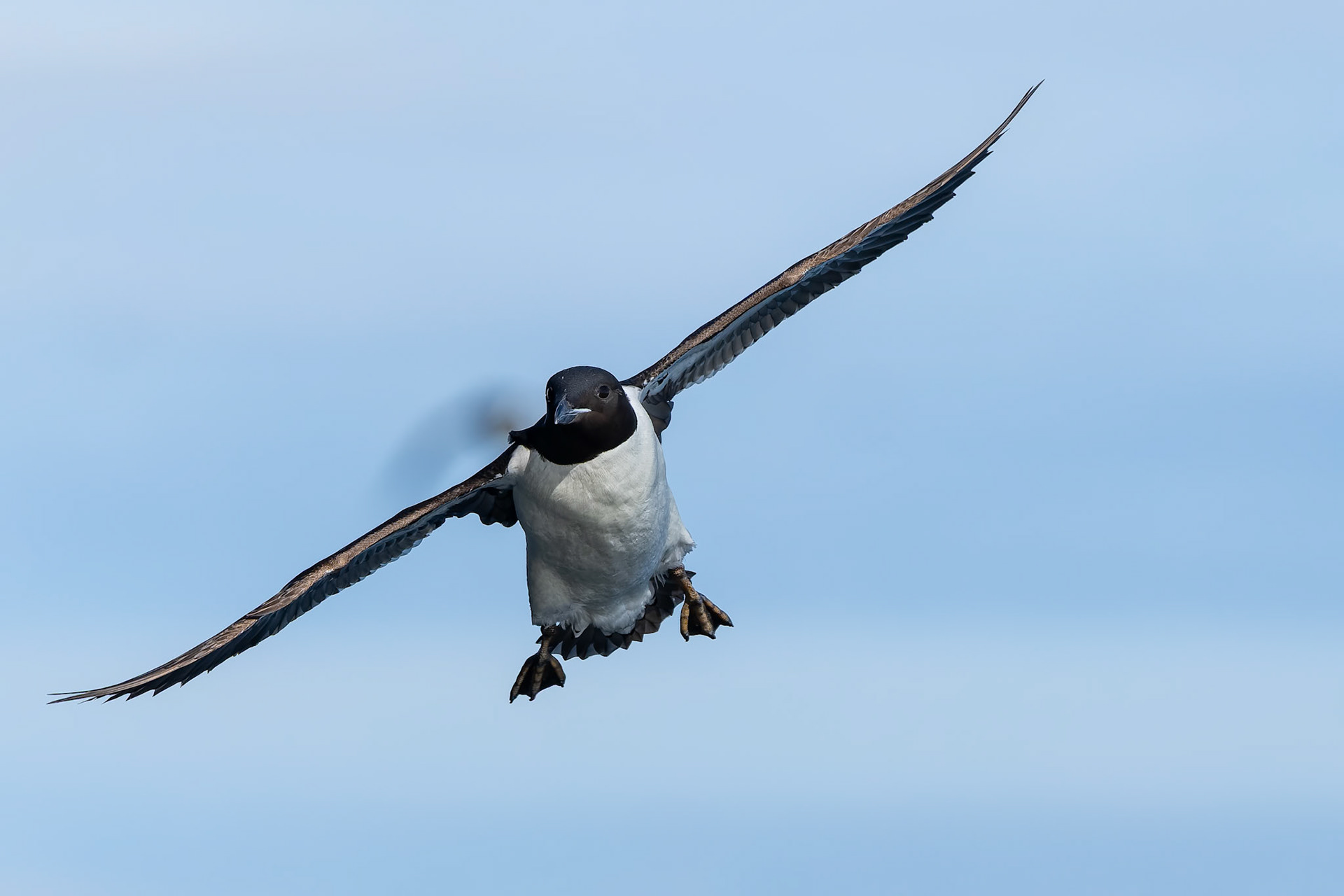 Brünnich's guillemot, Alkefjettet, Svalbard, Norway