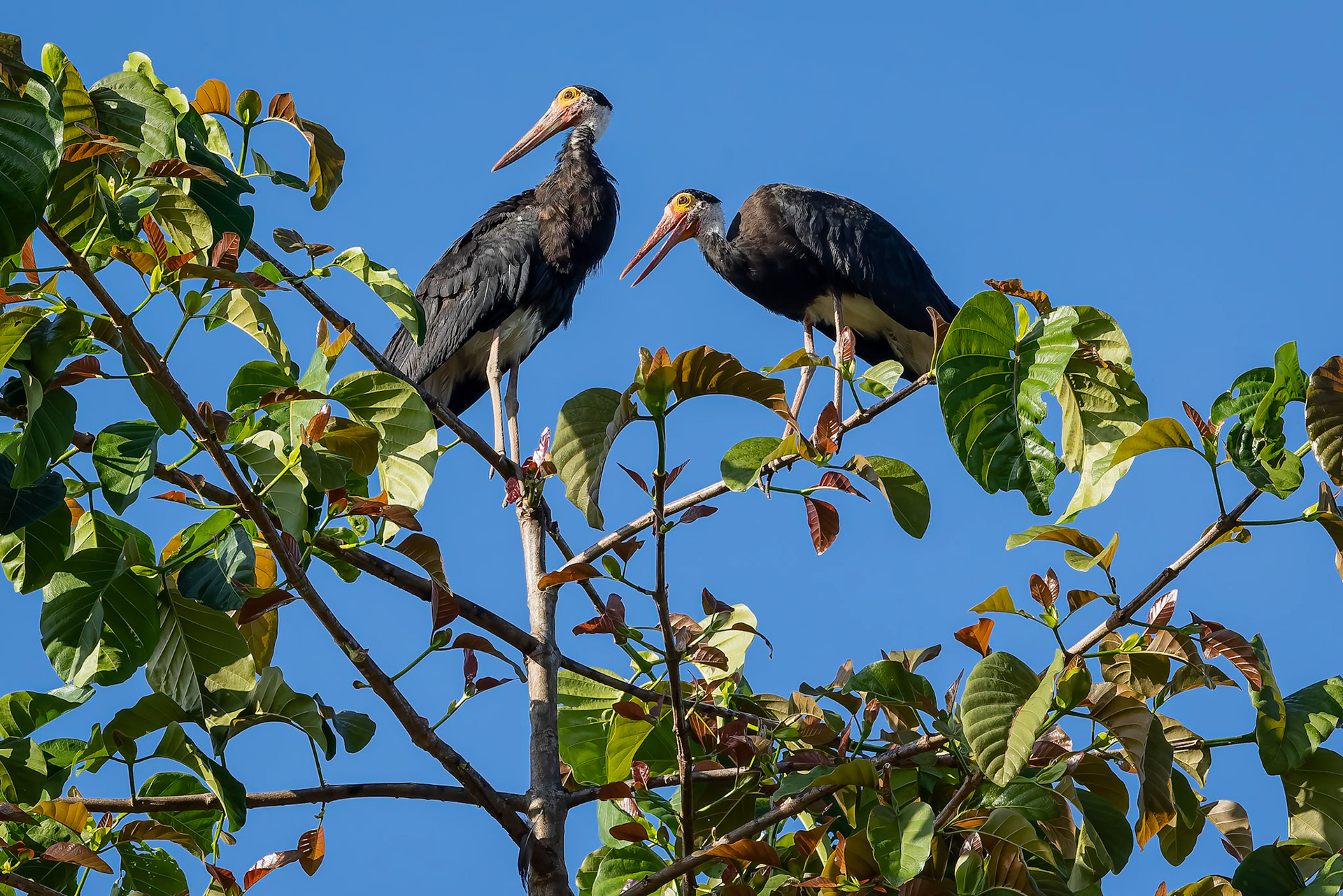Storm's stork, Sukau, Borneo
