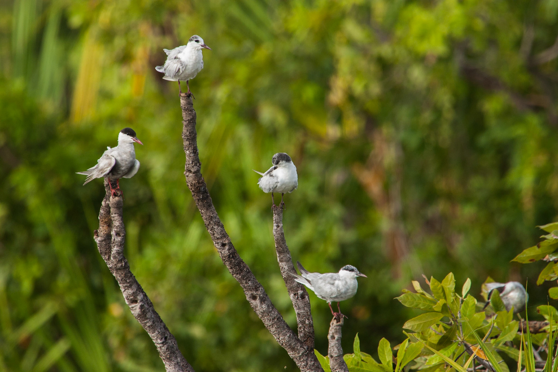 Whiskered terns, Cooinda, Kakadu, Northern Territory