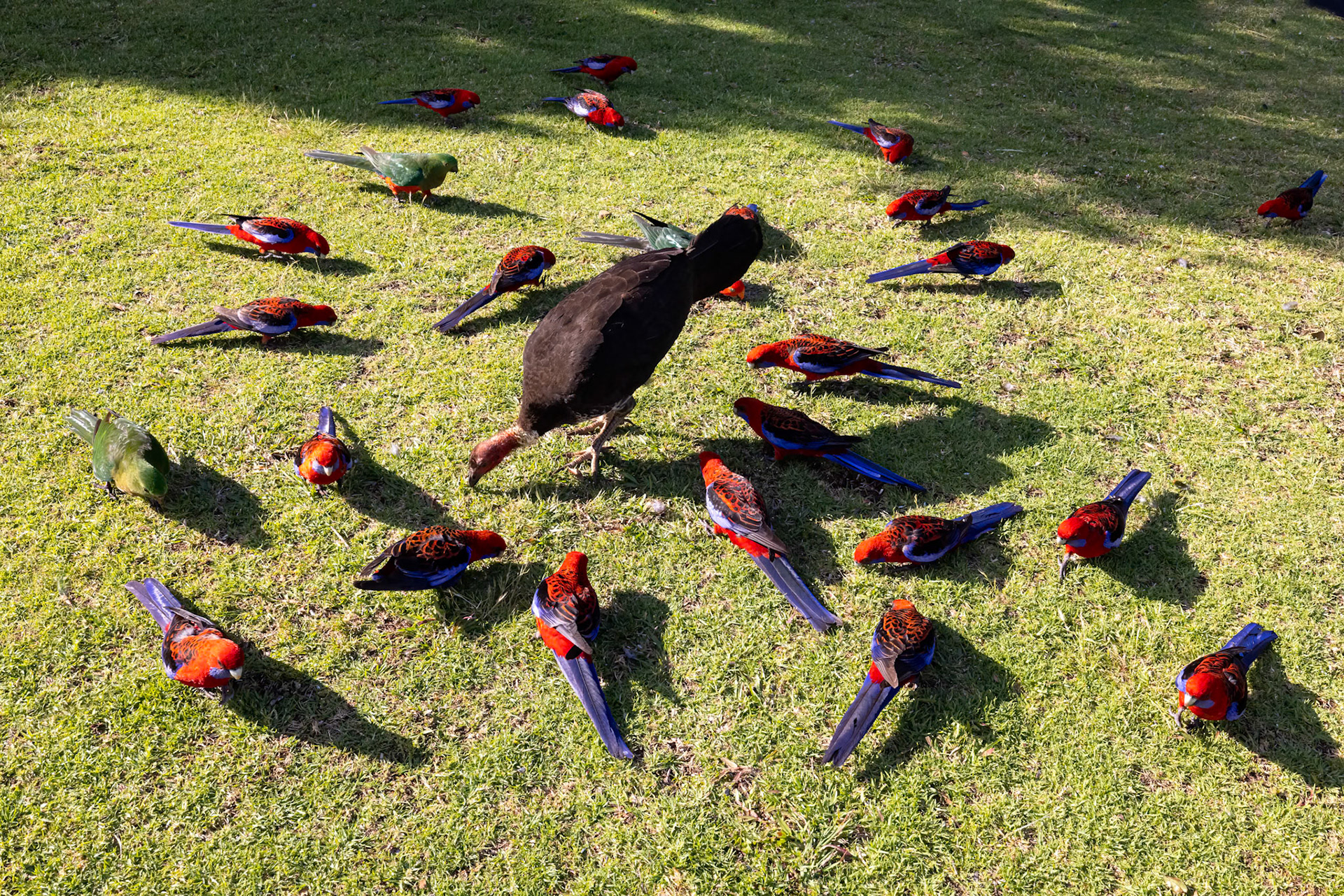 O'Reilly's Rainforest Retreat, Lamington National Park, Queensland, Australia