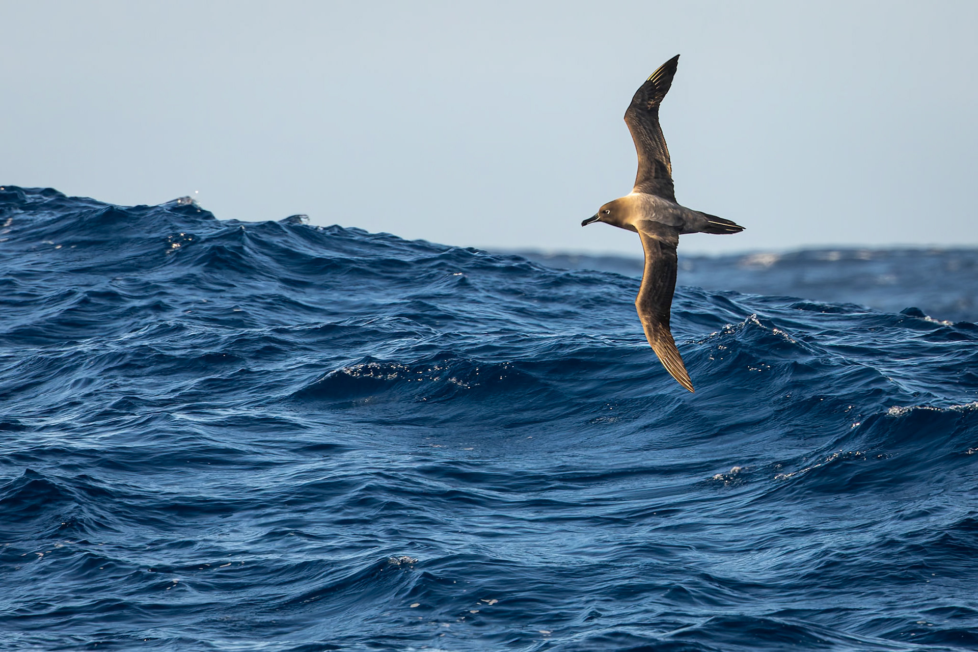 Light-mantled albatross, towards Ushuaia, Argentina