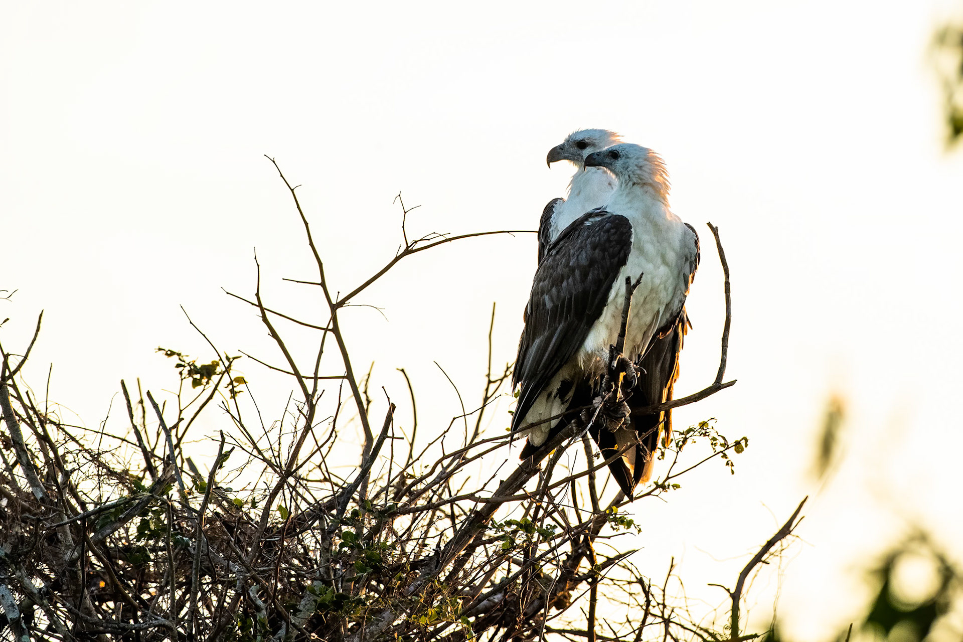 White-bellied sea-eagle, Corroboree billabong, Corroboree, Northern Territory, Australia