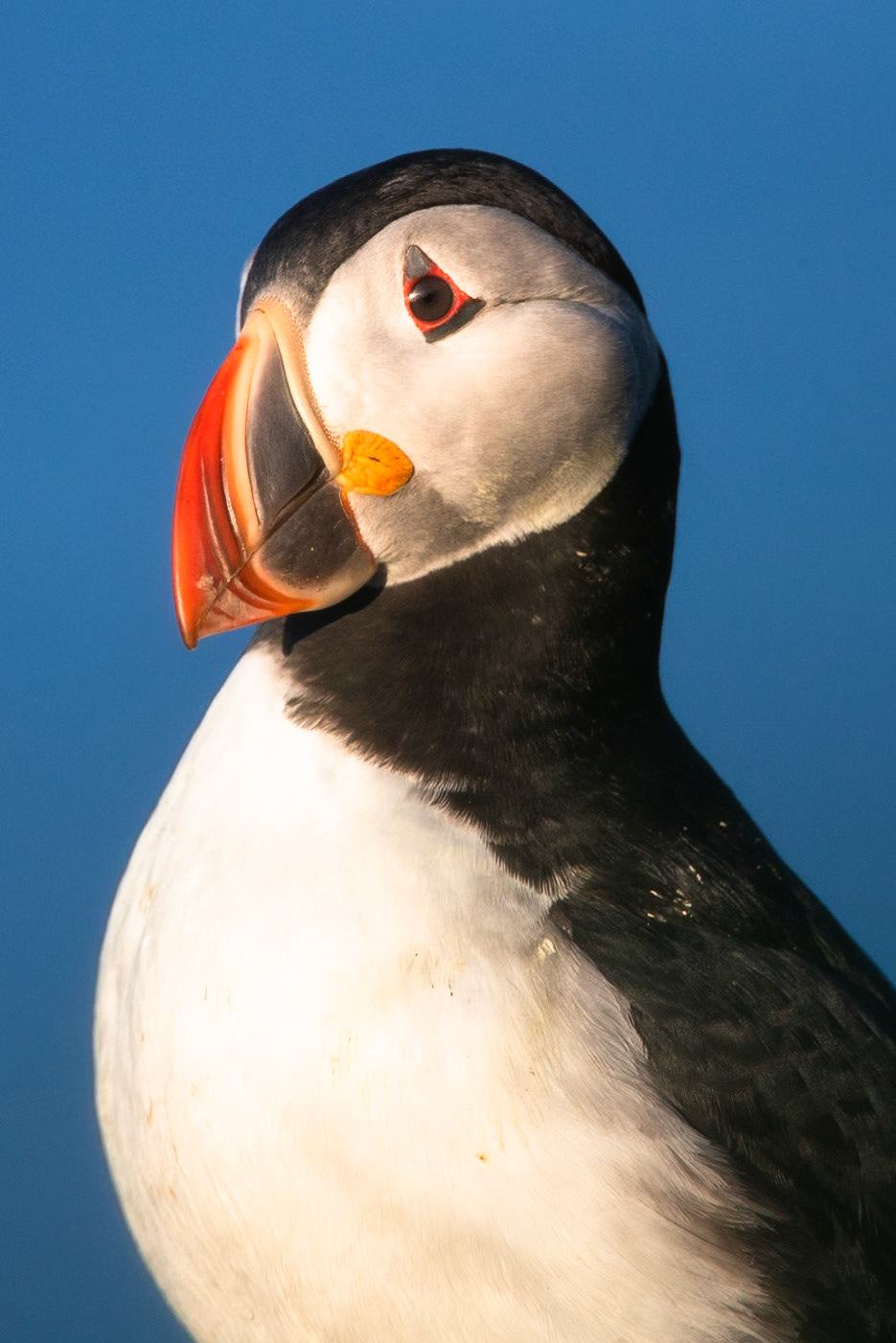 Atlantic puffin, Grímsey Island, Iceland