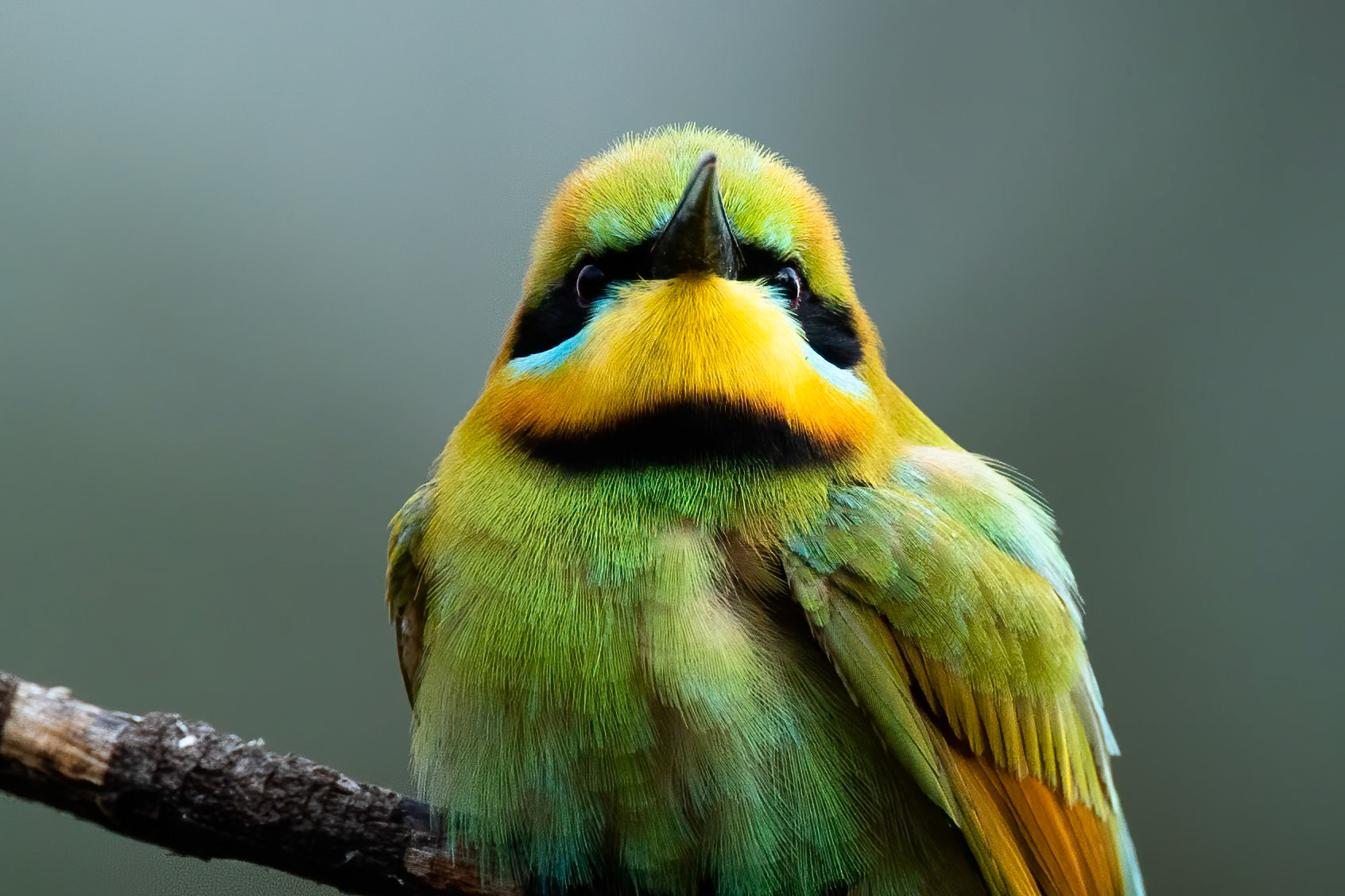 Rainbow bee-eater, Casuarina Reserve, Darwin, Australia