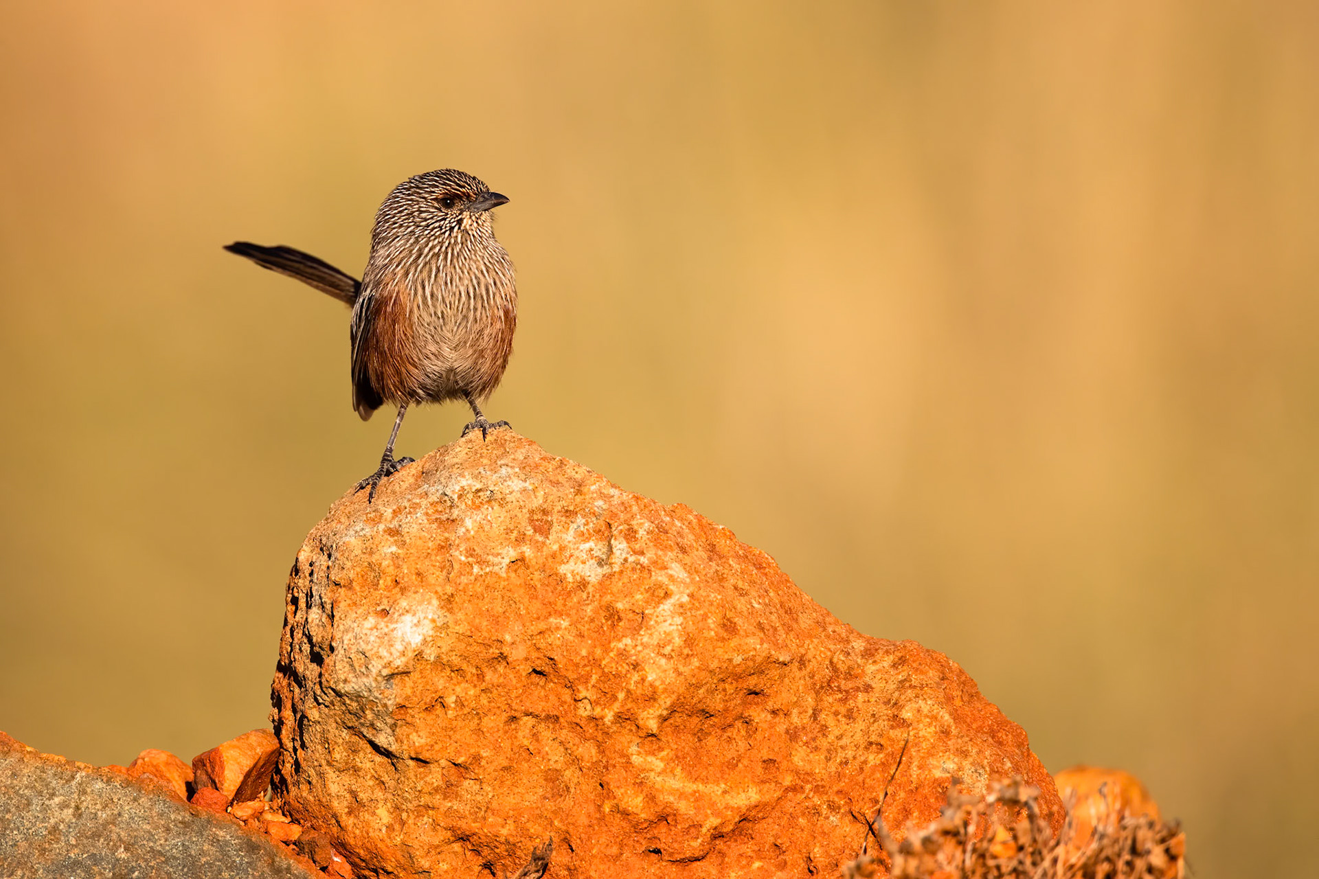 Kalkadoon grasswren, Mount Isa, Queensland, Australia