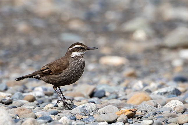 Dark-bellied cinclodes, Punta Arenas, Patagonia, Chilé