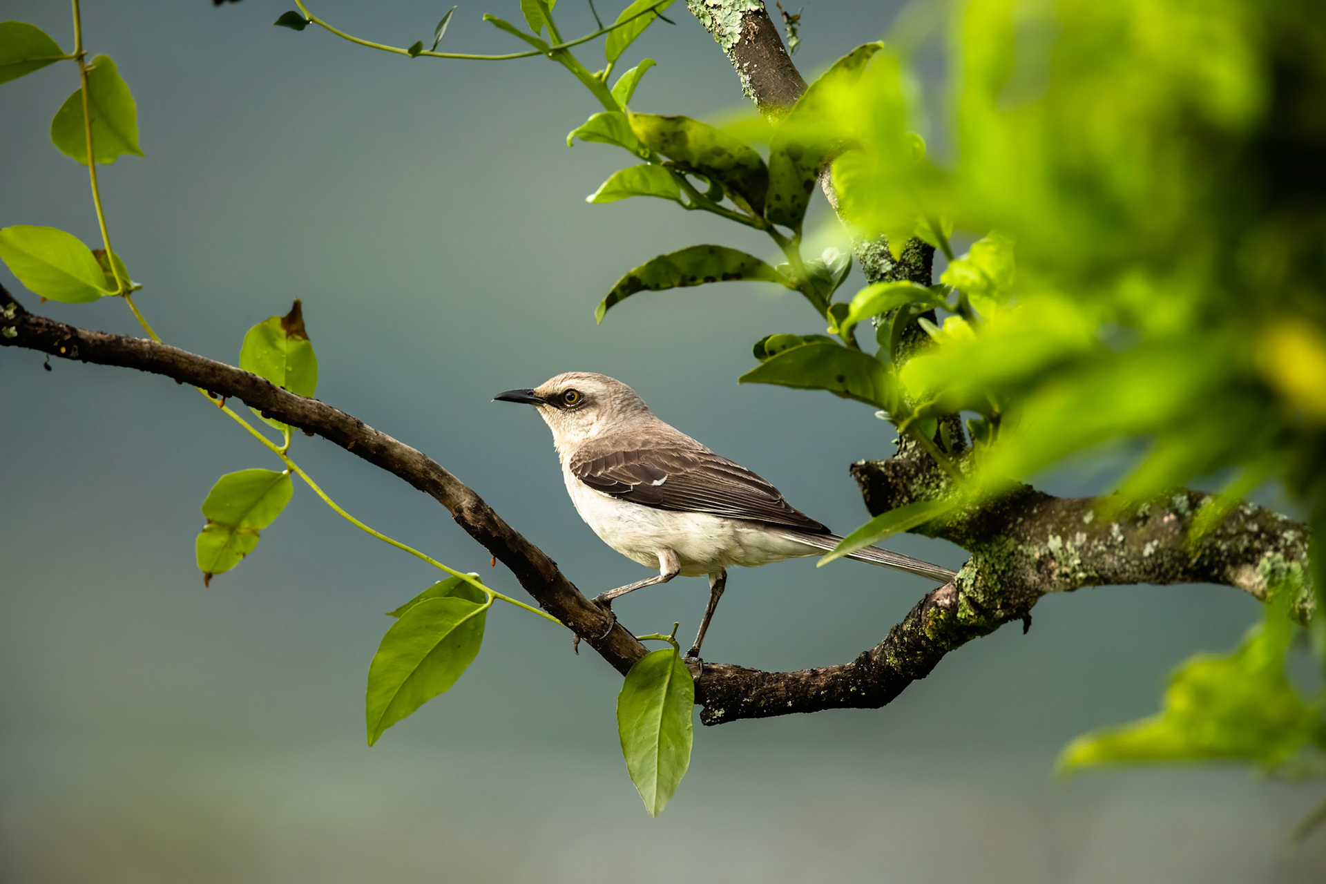 Tropical mockingbird, Jardin, Colombia