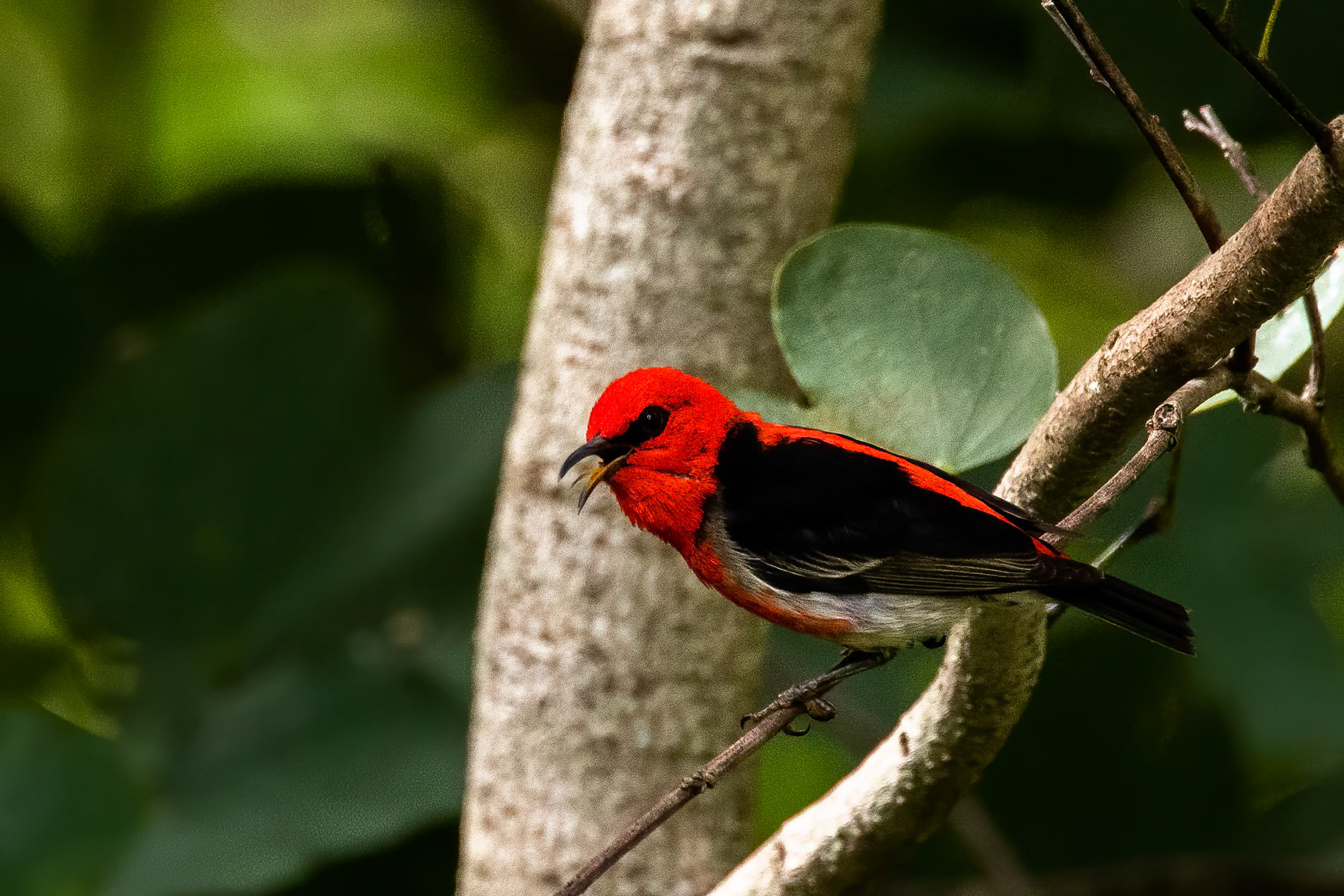 Scarlet honeyeater, Lake Eacham, Queensland, Australia