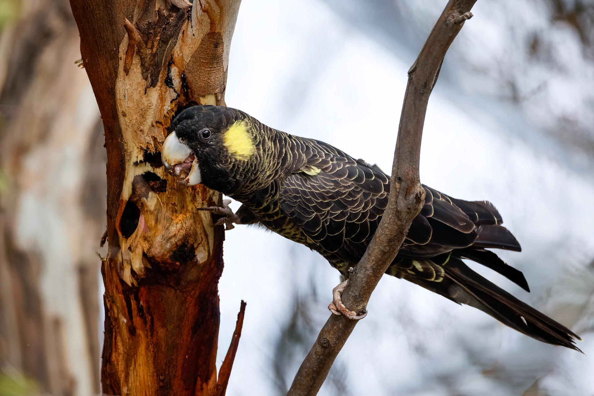 Yellow-tailed black-cockatoo, Bruny Island, Tasmania, Australia