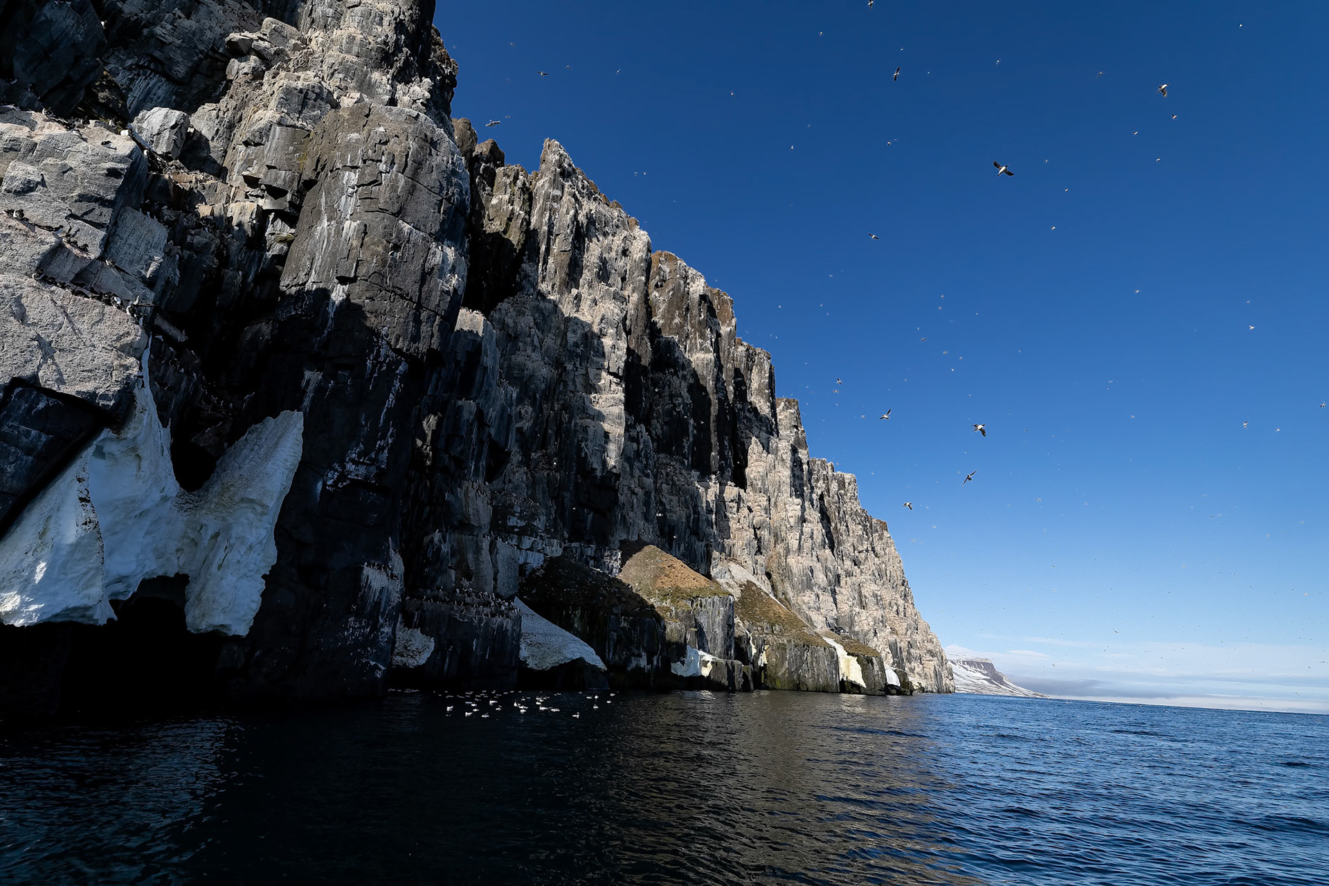 Brünnich's guillemot, Alkefjettet, Svalbard, Norway