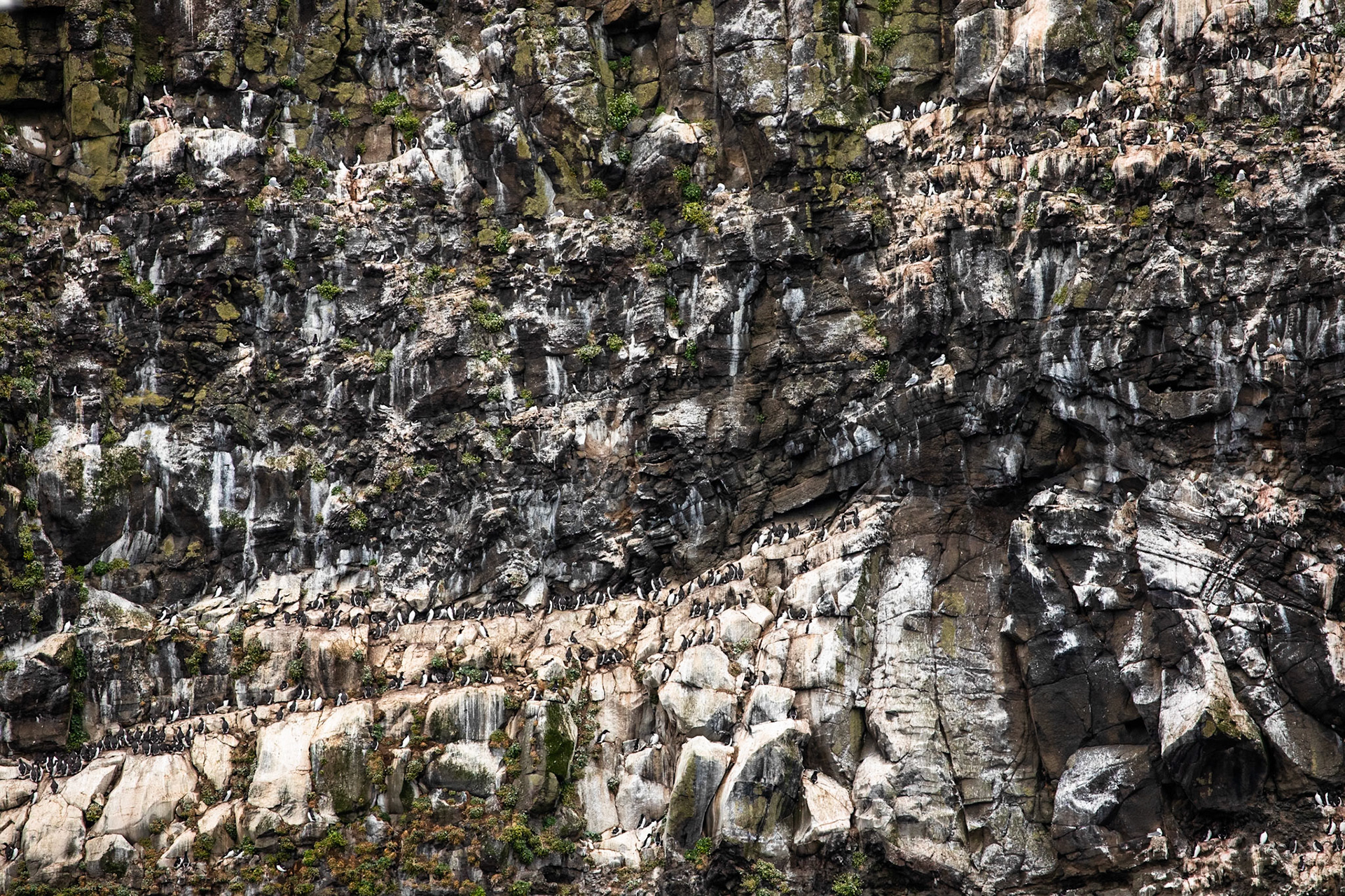 Common guillemot, Grímsey Island, Iceland