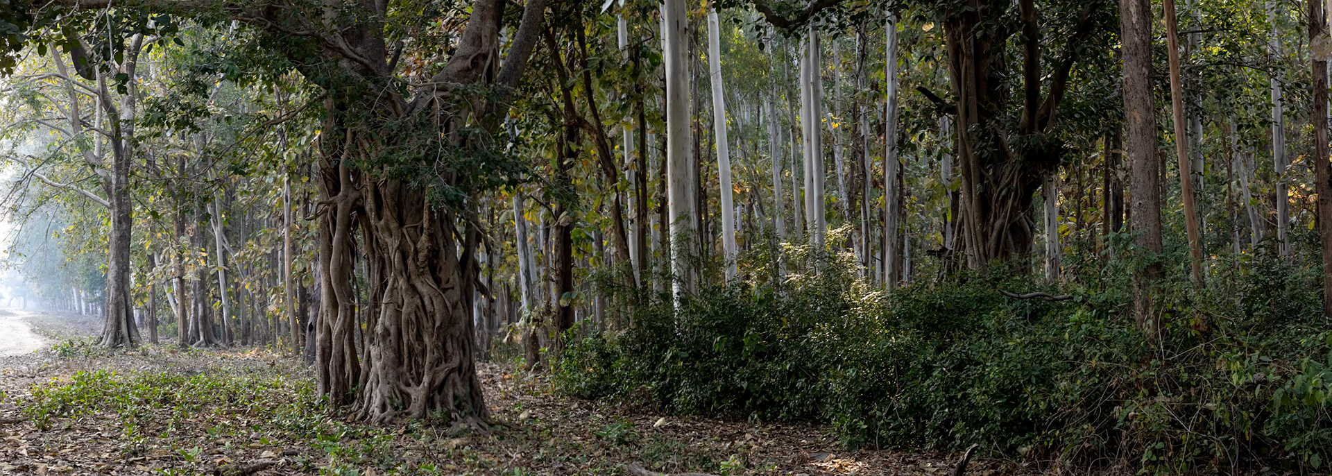 Landscape, Corbett Tiger Reserve, India