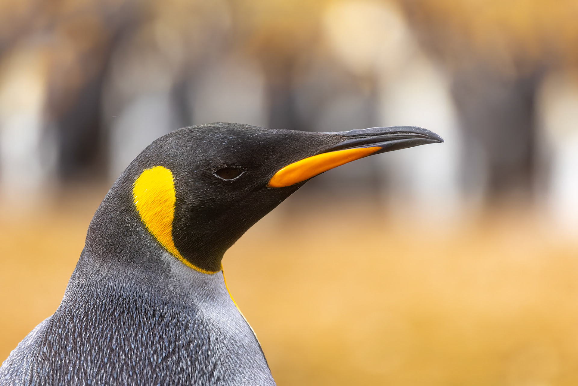 King penguin, Volunteer Point, Stanley, Falkland Islands