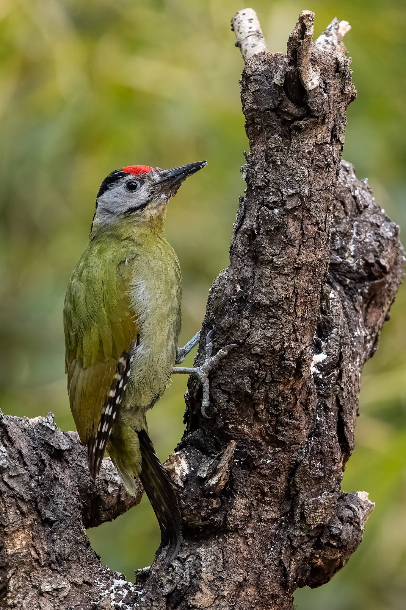 Streak-throated woodpecker, Bird's Den, Corbett Tiger Reserve, India