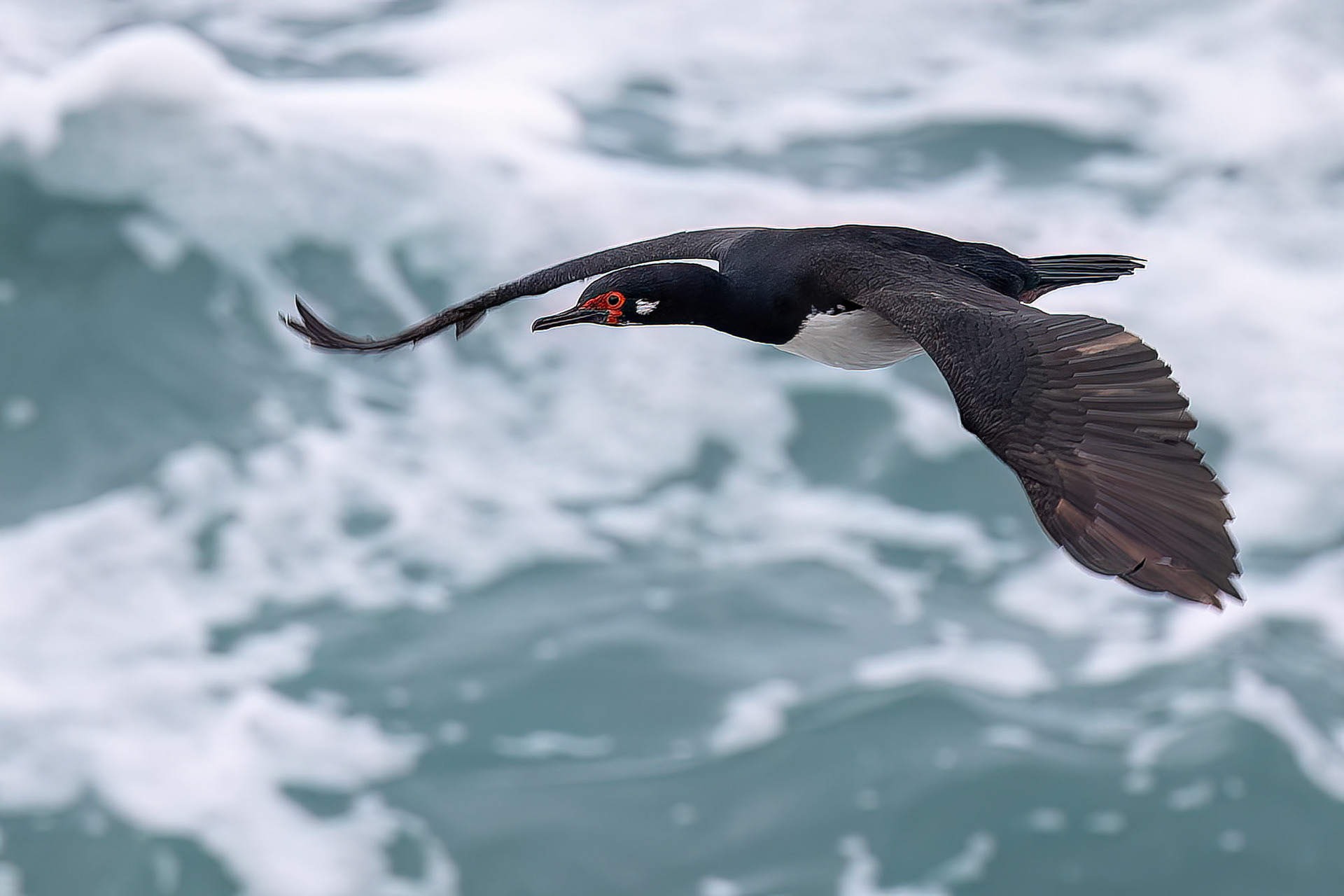 Magellanic cormorant, Pebble Island, Falkland Islands
