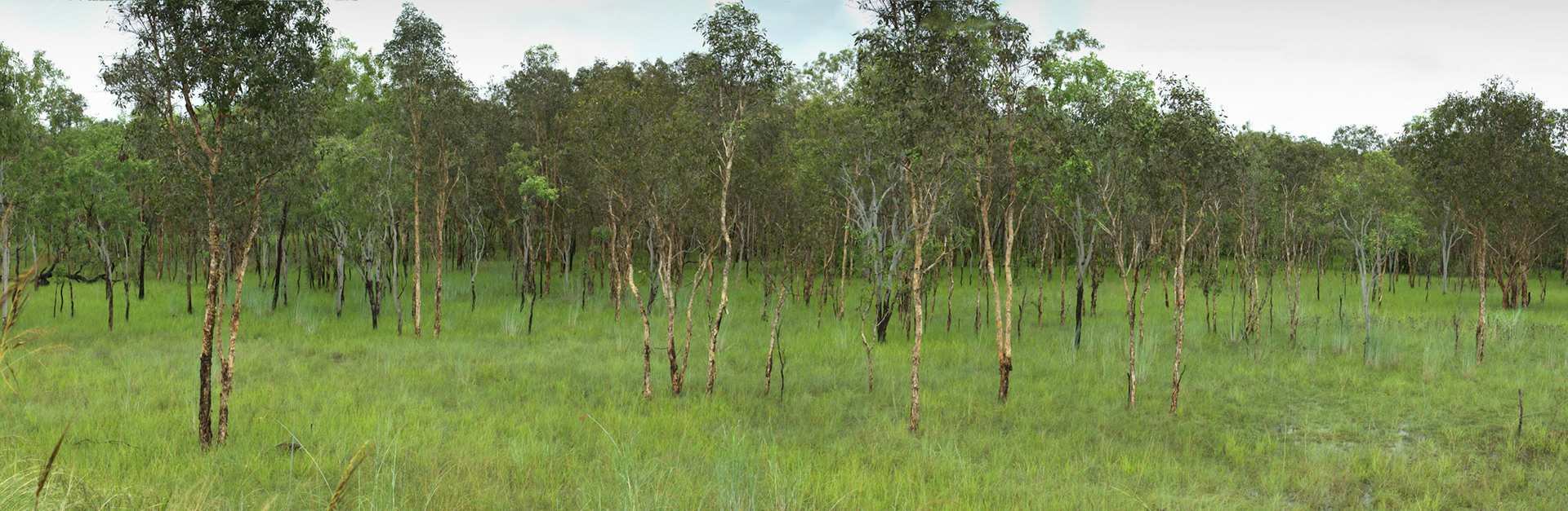 Trees en route from Kakadu to Litchfield, Northern Territory
