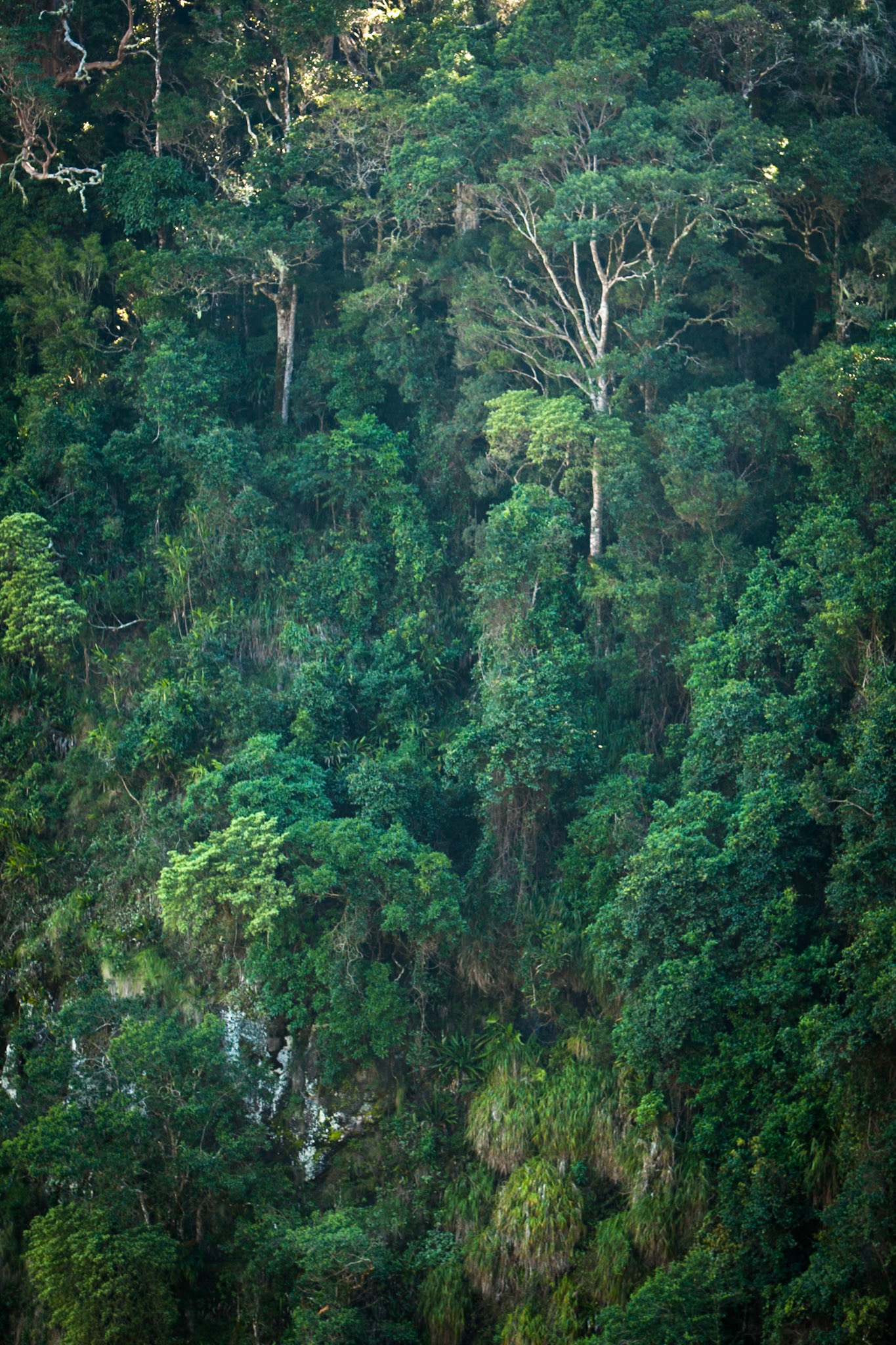 Lamington National Park, Queensland