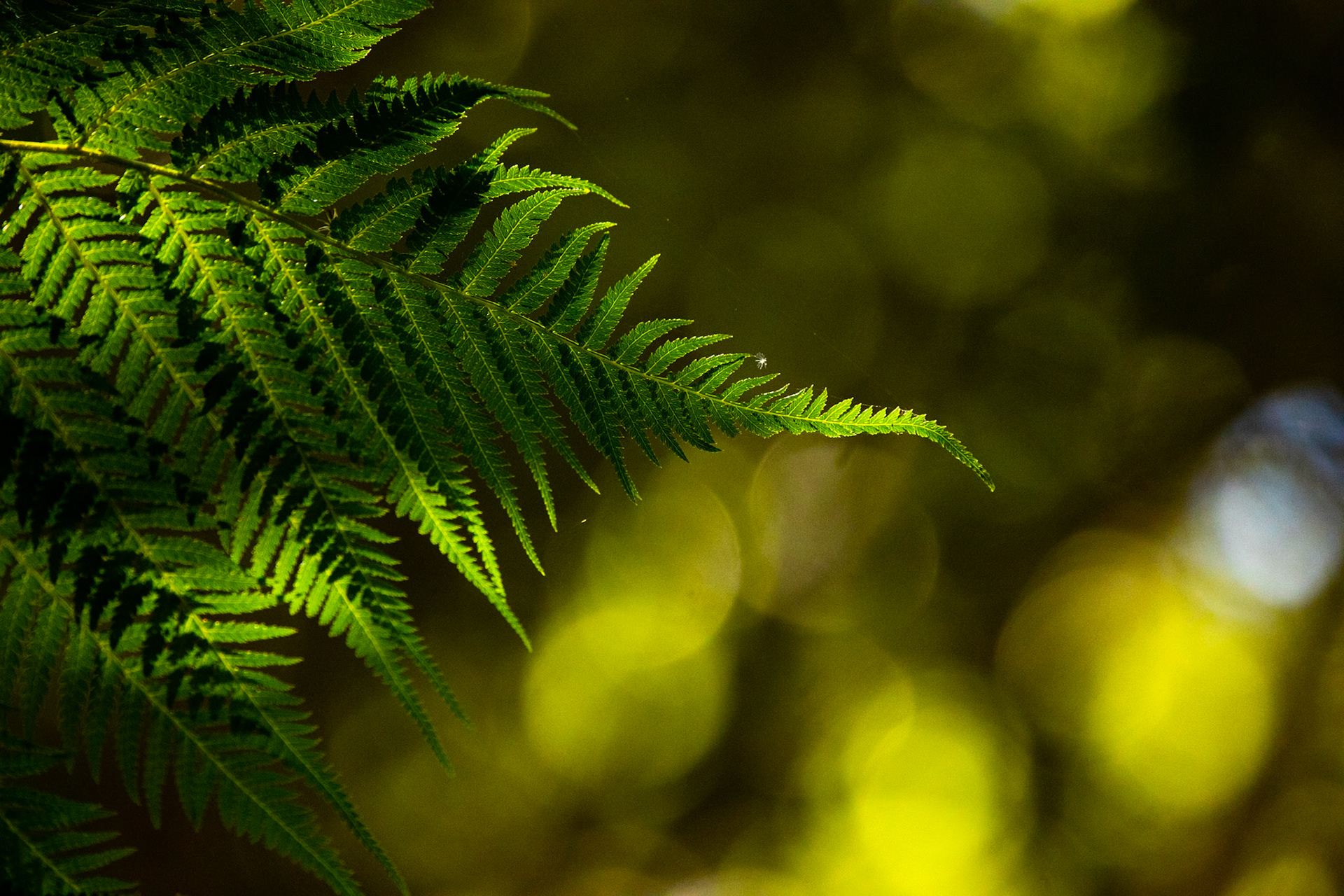 Fern Tree, Huon road, Hobart, Tasmania