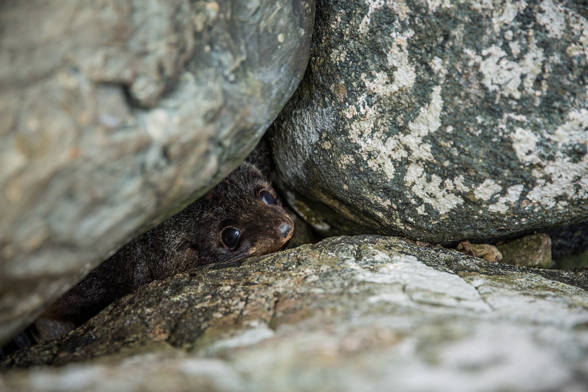 Longreef, Hollyford Track, Pyke Lodge to Martin's Bay, New Zealand