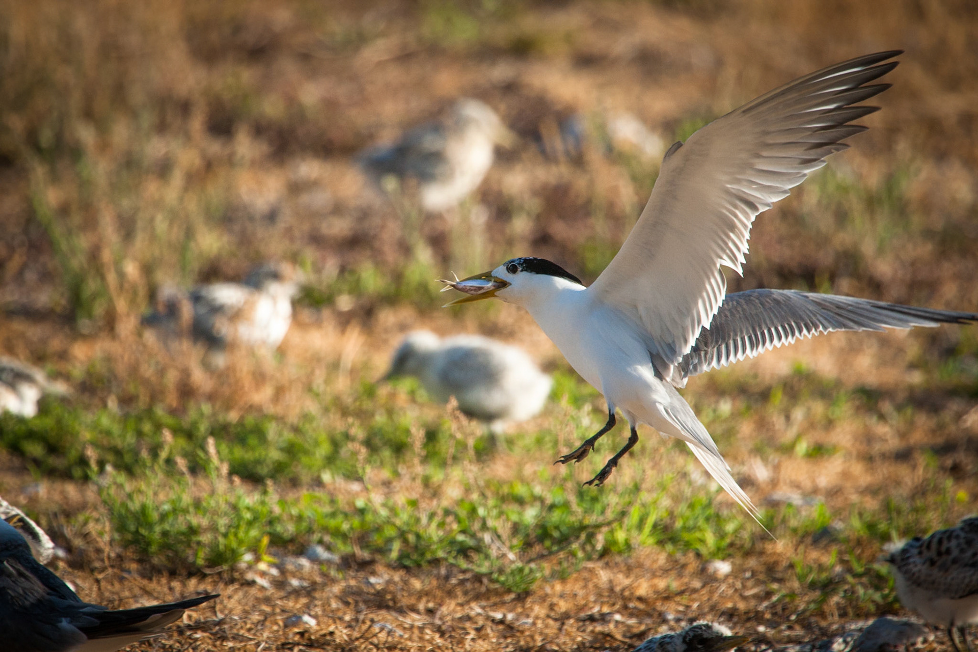 Crested tern with fishie, Lady Elliot Island, Queensland, Australia