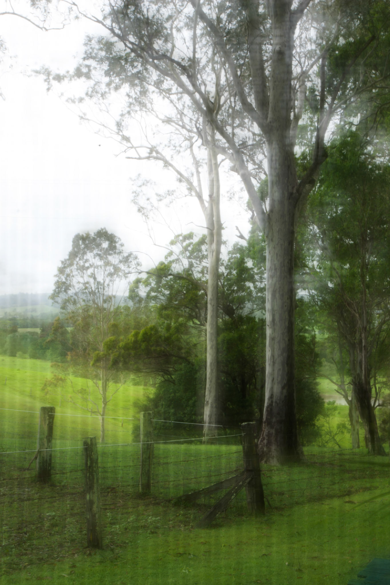 A double exposure, trees and flyscreen, Dungog, New South Wales