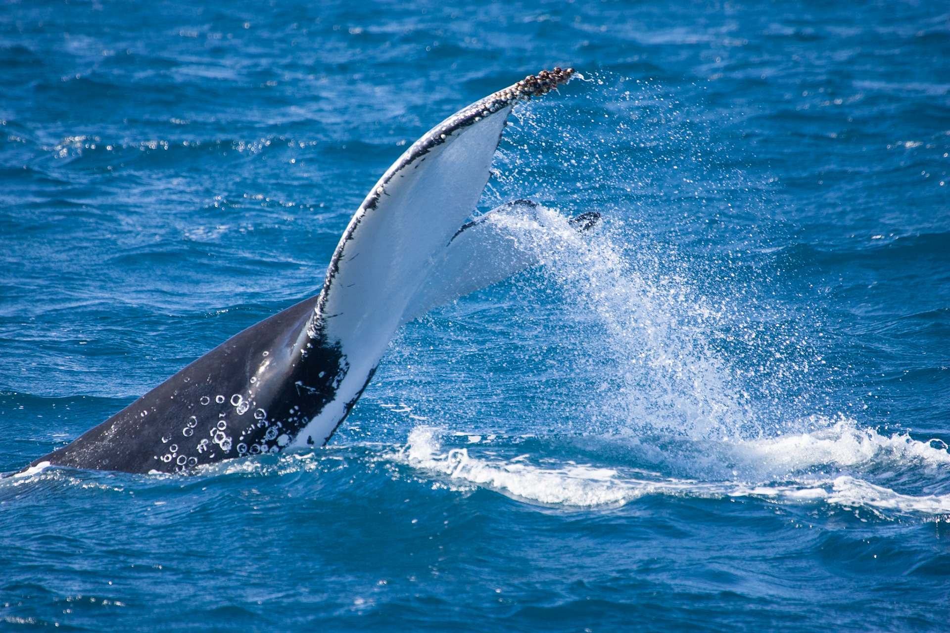 Humpback whale fluke, Hervey Bay near Fraser Island, Queensland