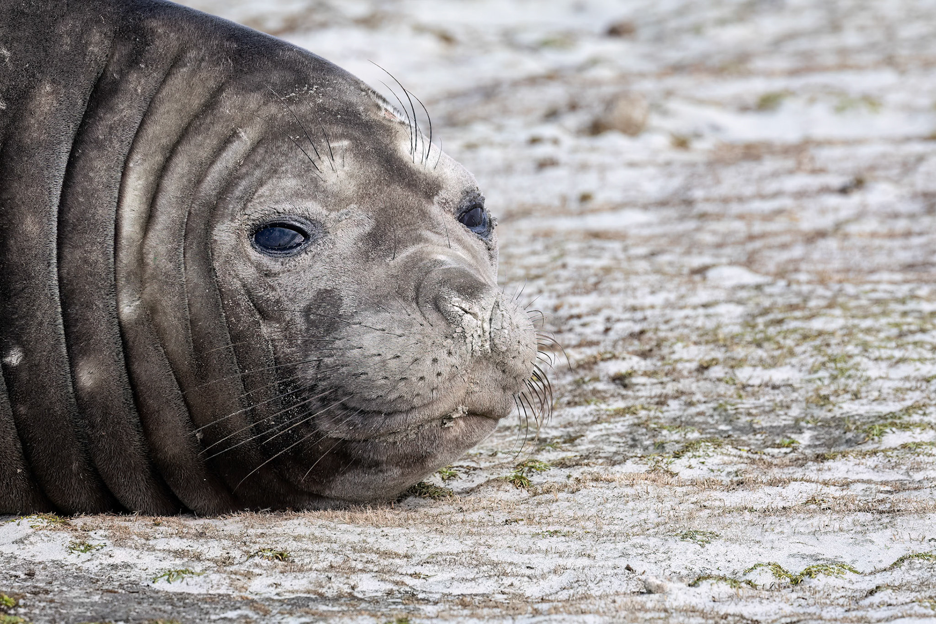 Southern elephant seal, Whale Point, Stanley, Falkland Islands