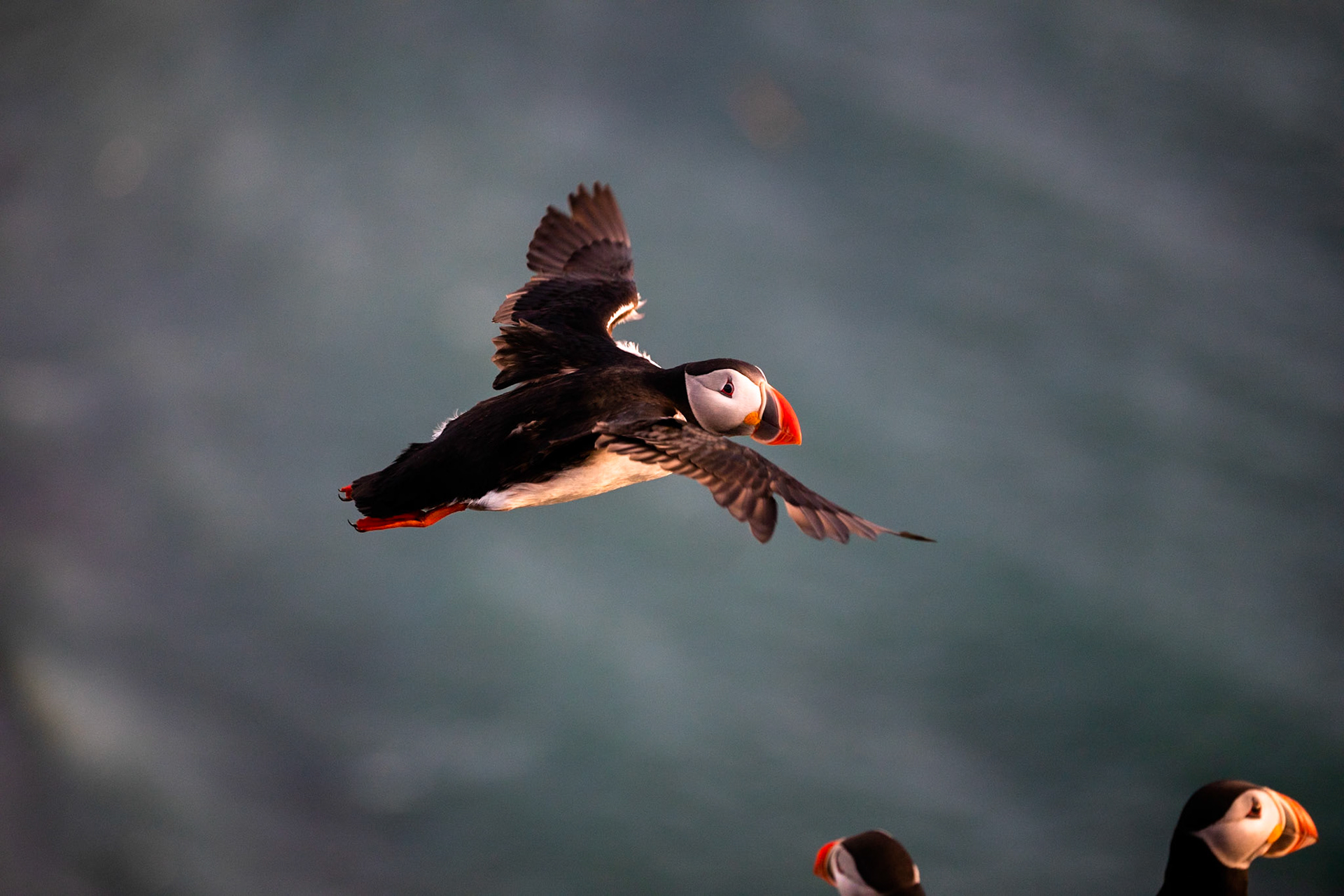 Atlantic puffin, Grímsey Island, Iceland