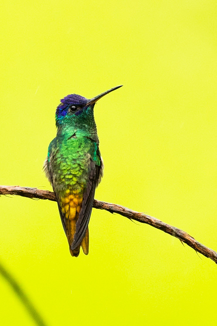 Golden-tailed saphire, Amazonia Lodge, Manu National Park,  Peru