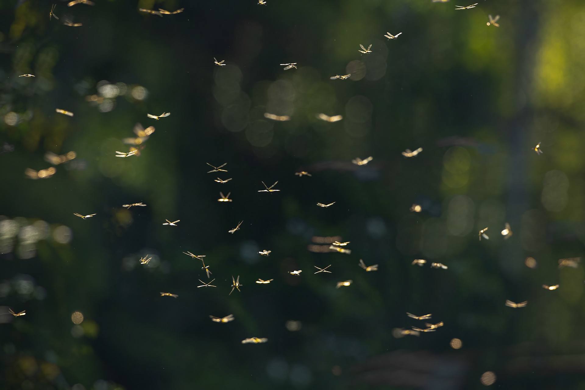 Skimmer dragonfly, Sukau, Borneo