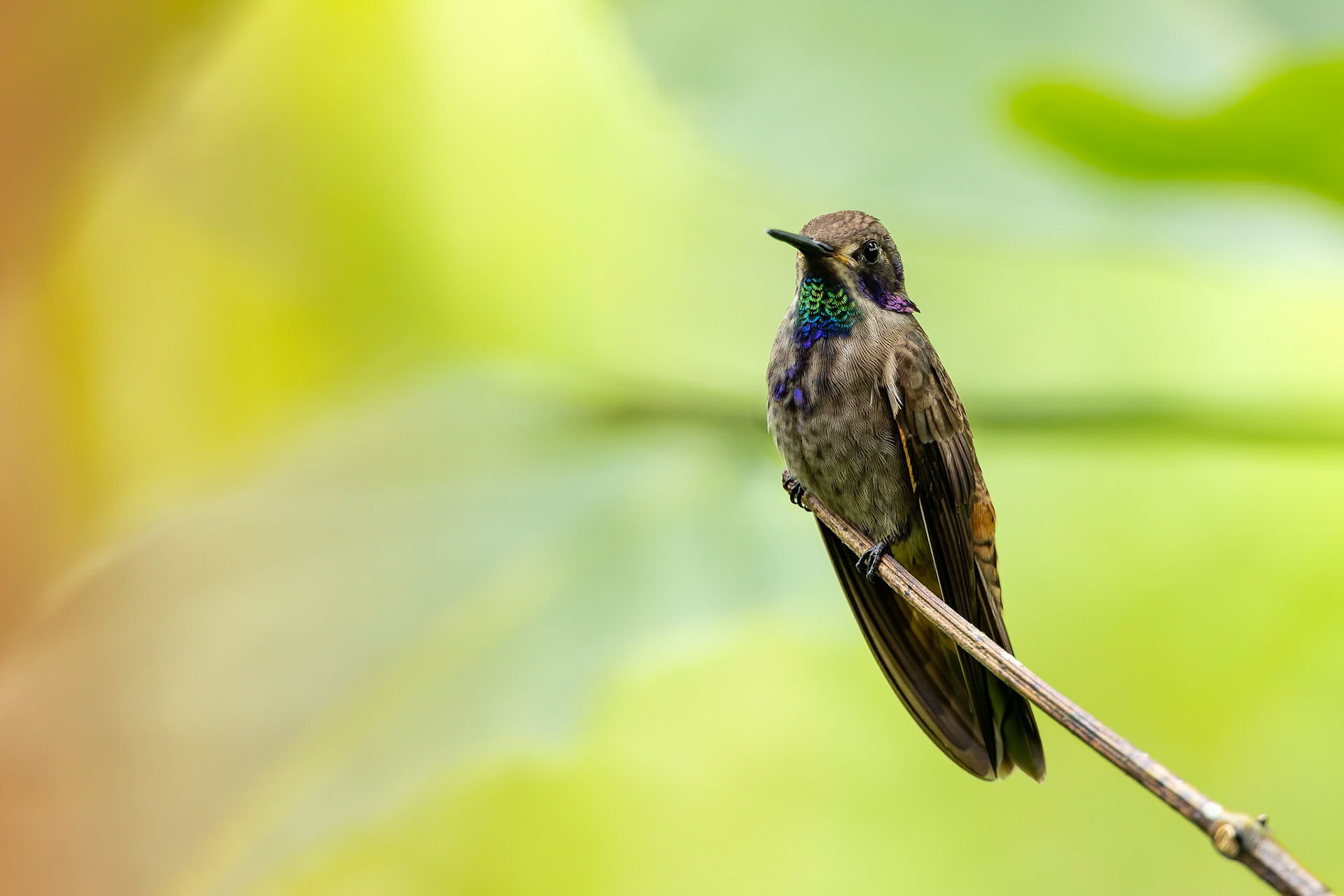 Brown violet ear, Umbrella Bird Lodge, Buenaventura Nature Reserve, Ecuador